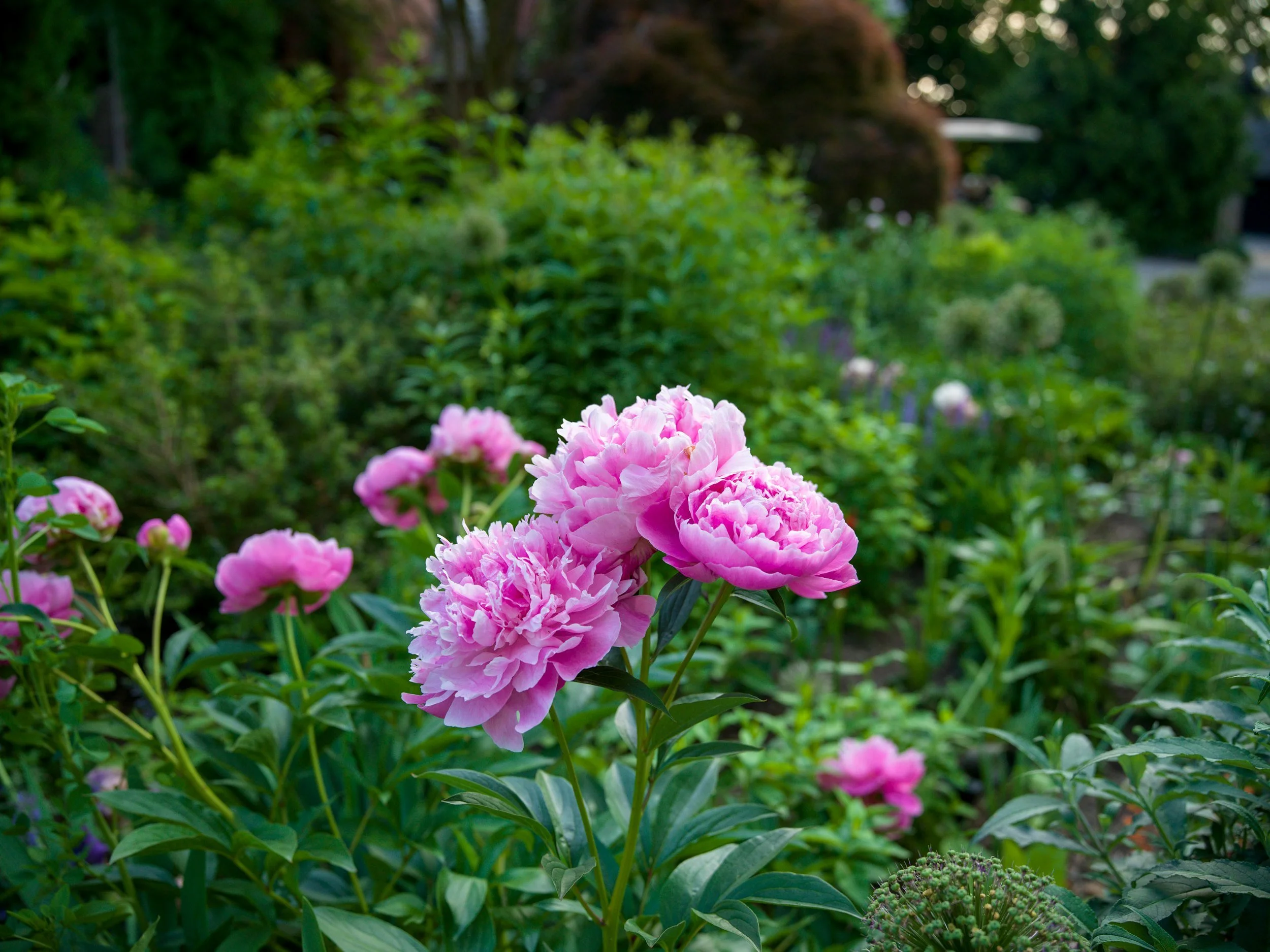 Bed of pink peonies