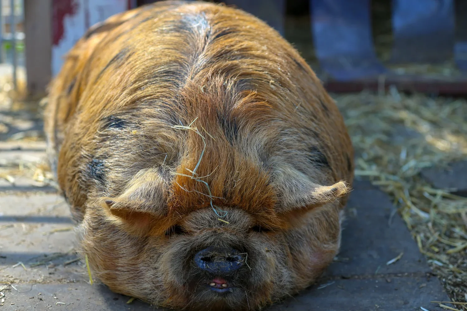 Pigs