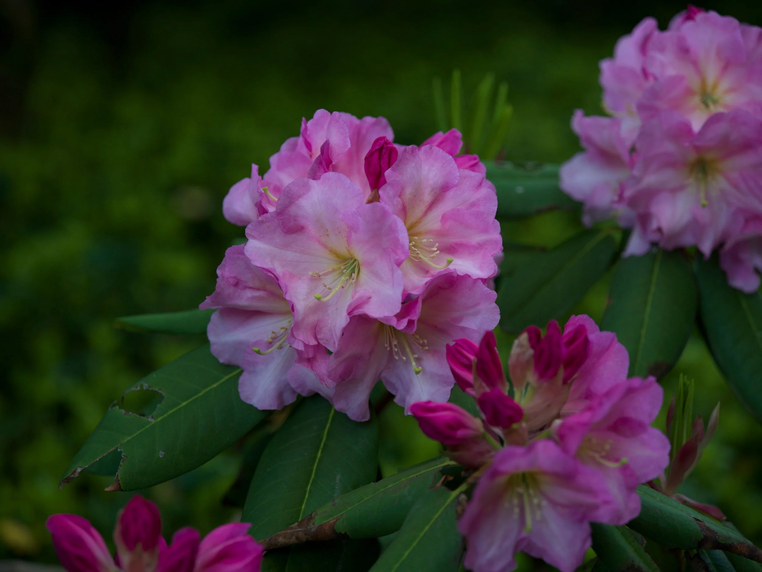 Pink rhododendron trusses