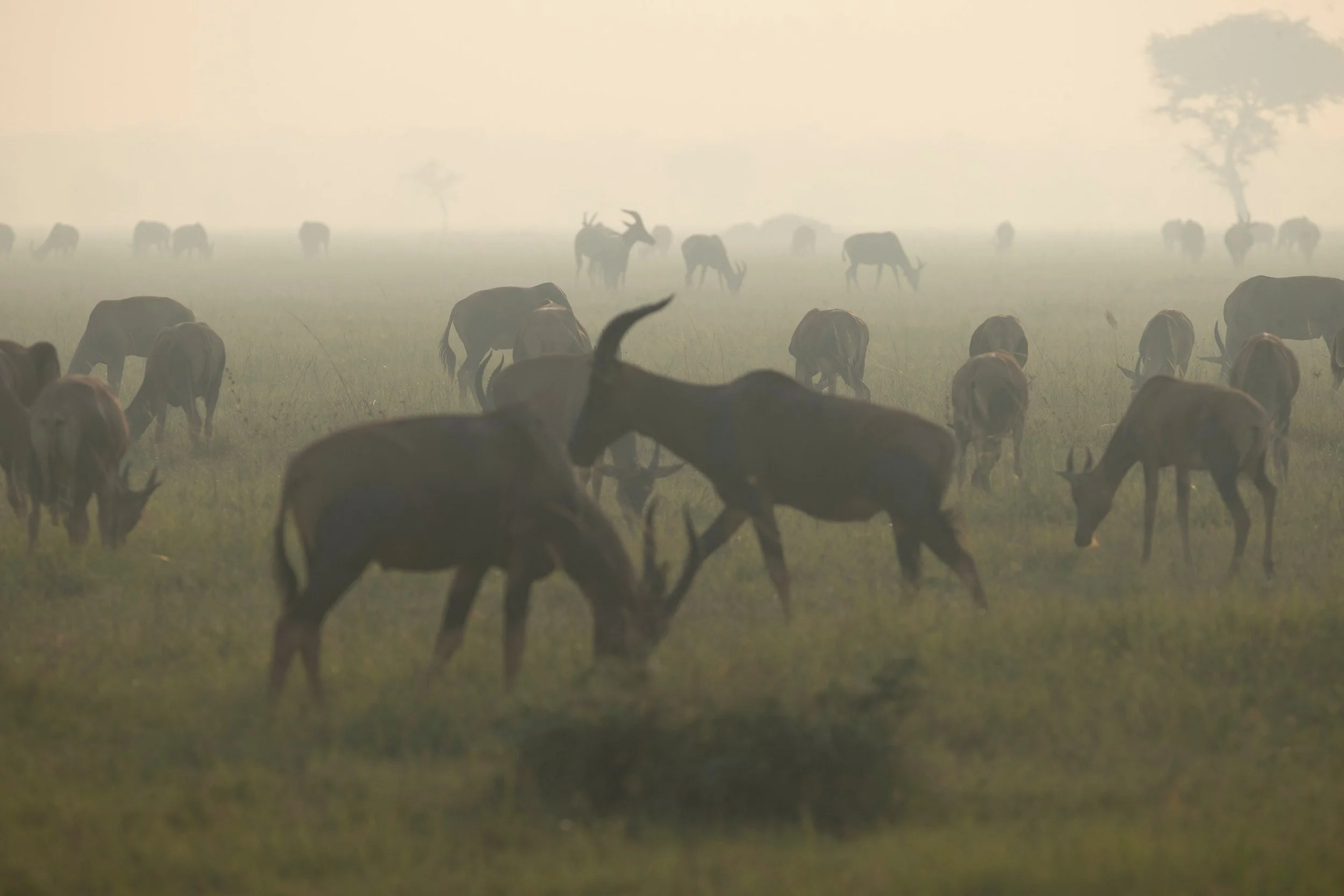 Topi sparring in the dust, Serengeti