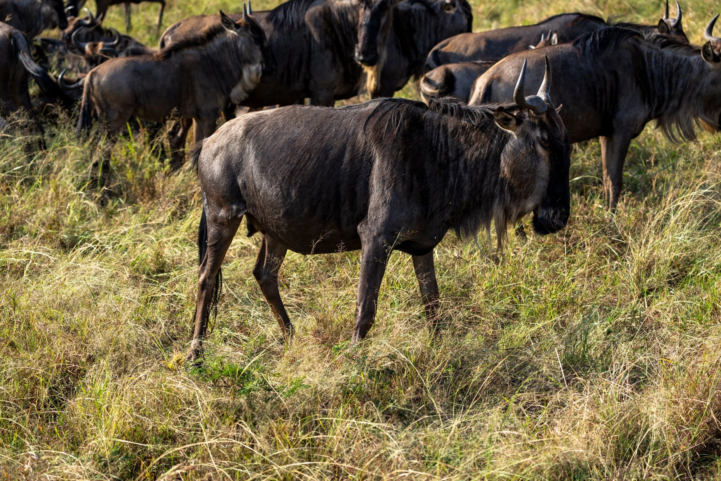 Wildebeest at the edge of the herd, Serengeti