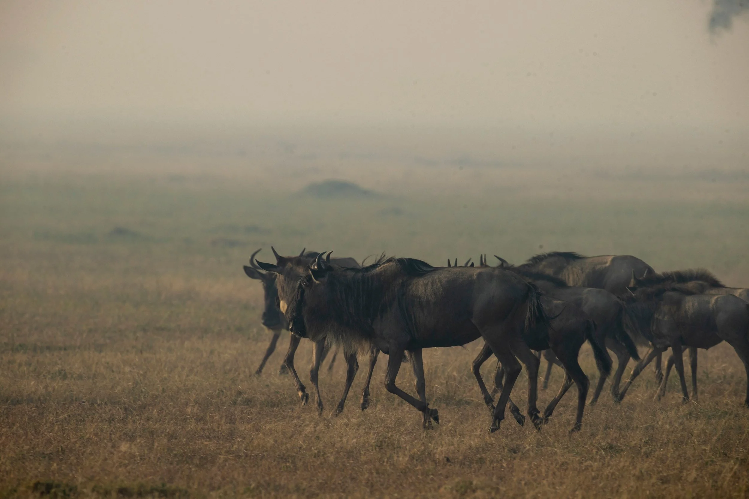 Wildebeest walking through morning mist, Serengeti