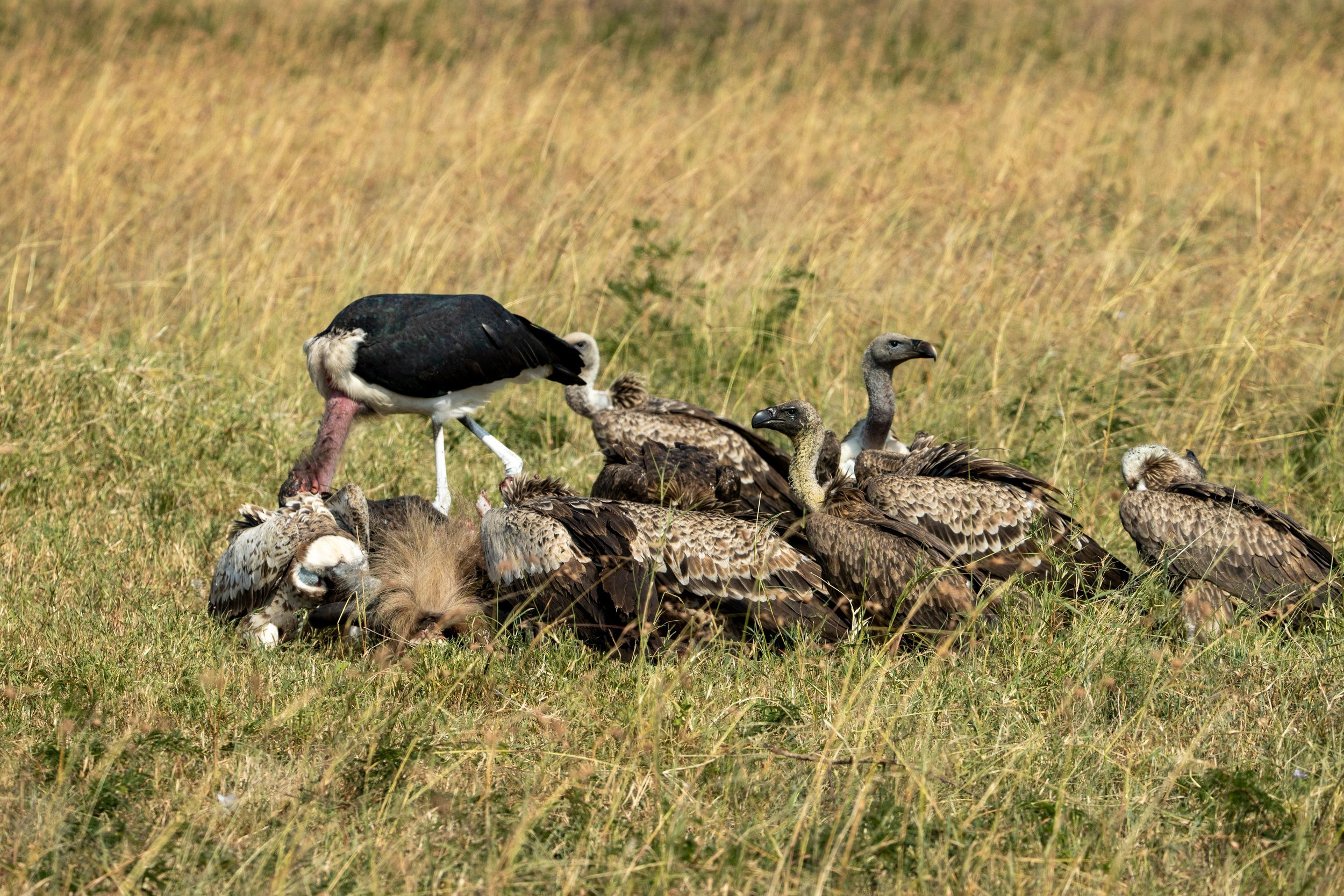 Storks and vultures feeding, Serengeti
