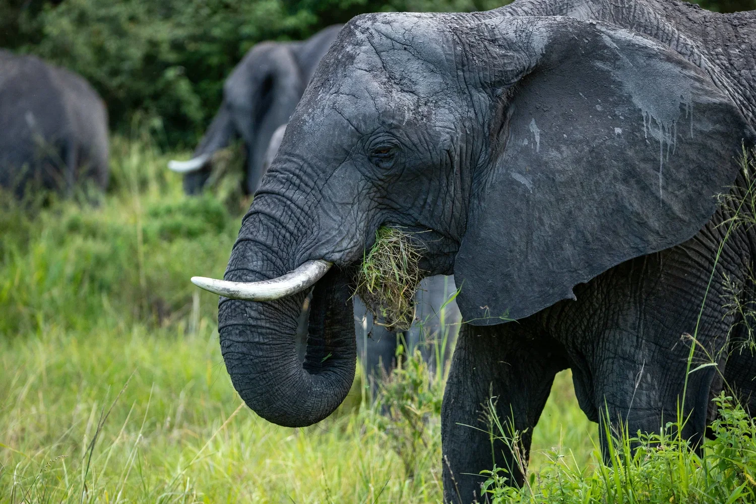 Elephants