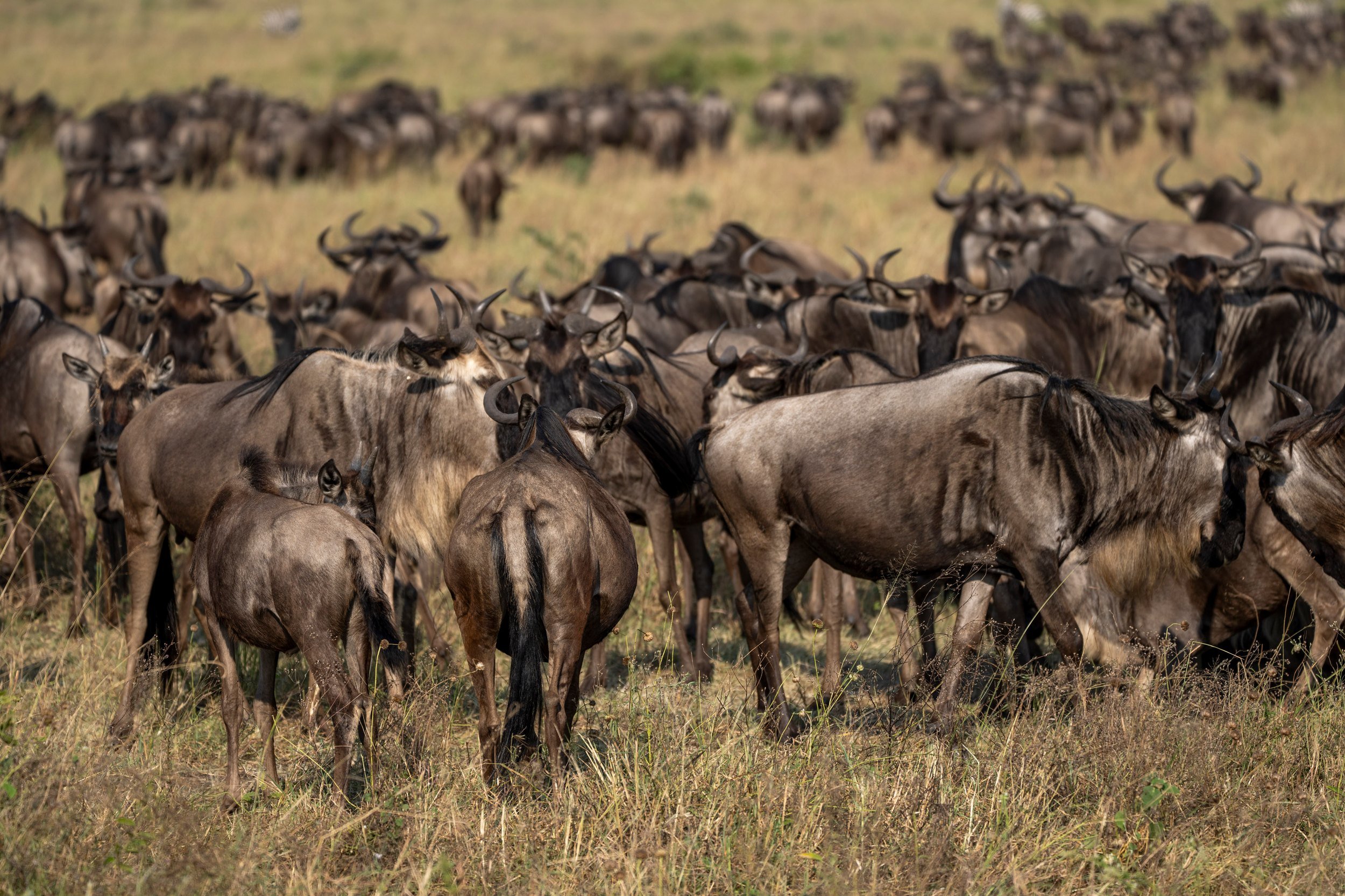 Massed wildebeest, Serengeti