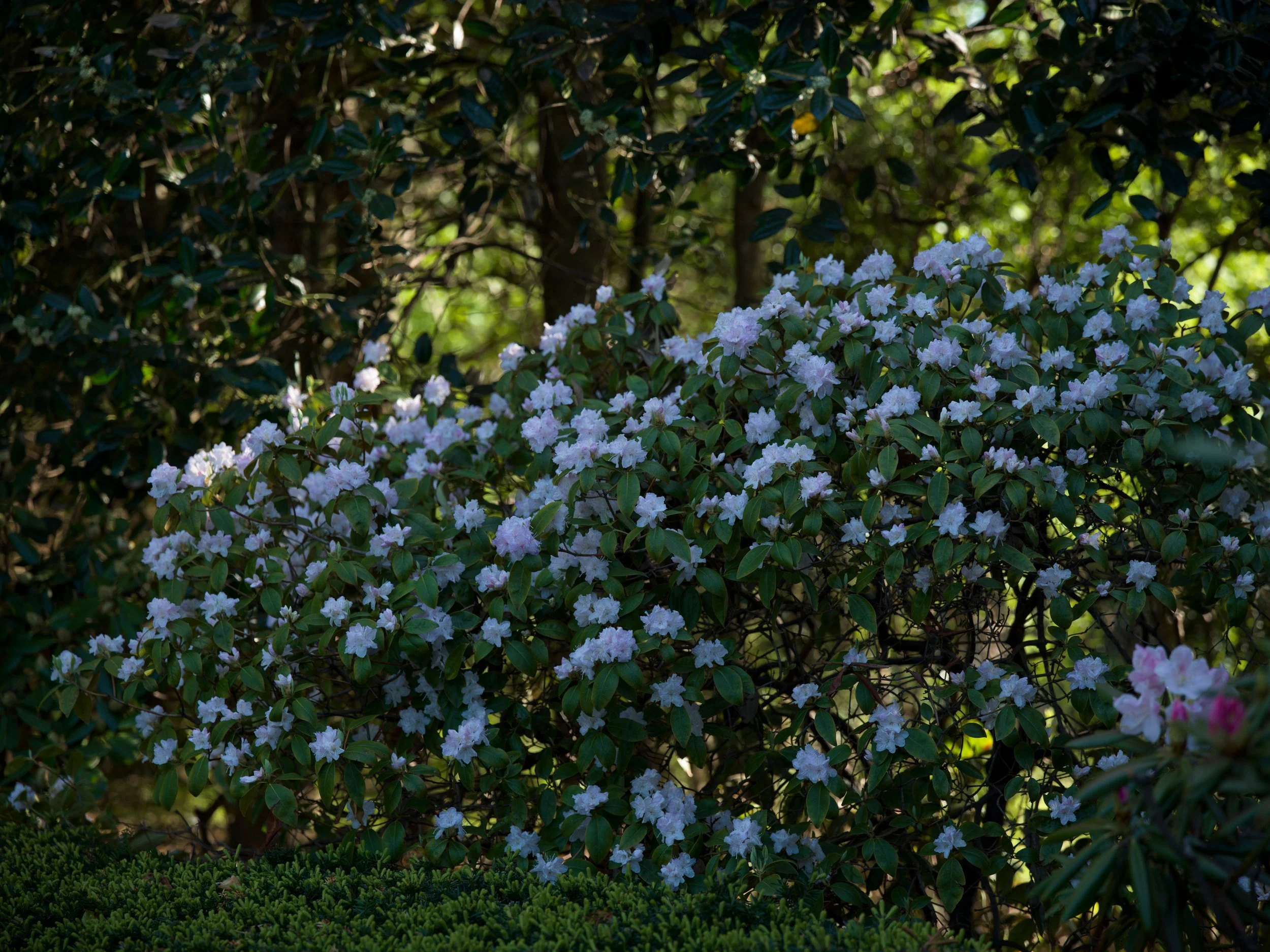 White rhododendrons in a woodland garden