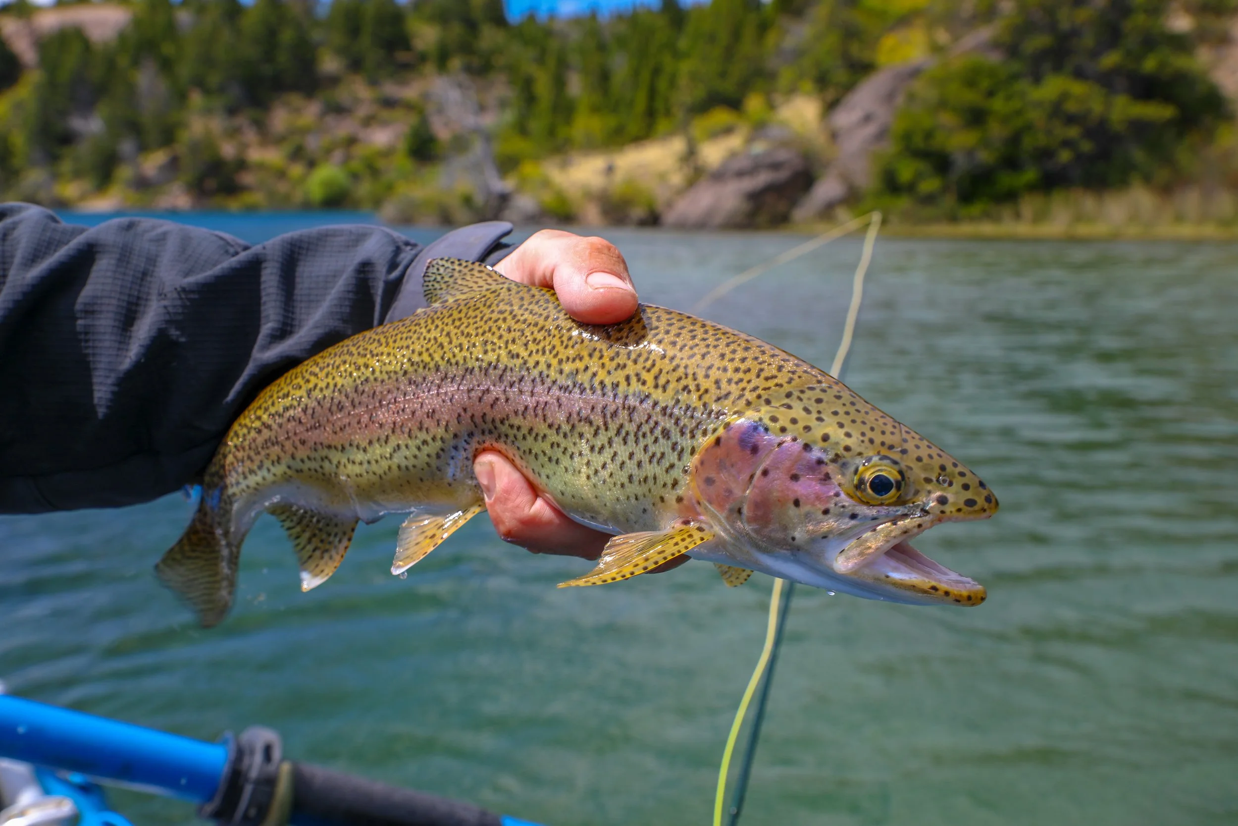 Rainbow and brown trout caught on the fly and released