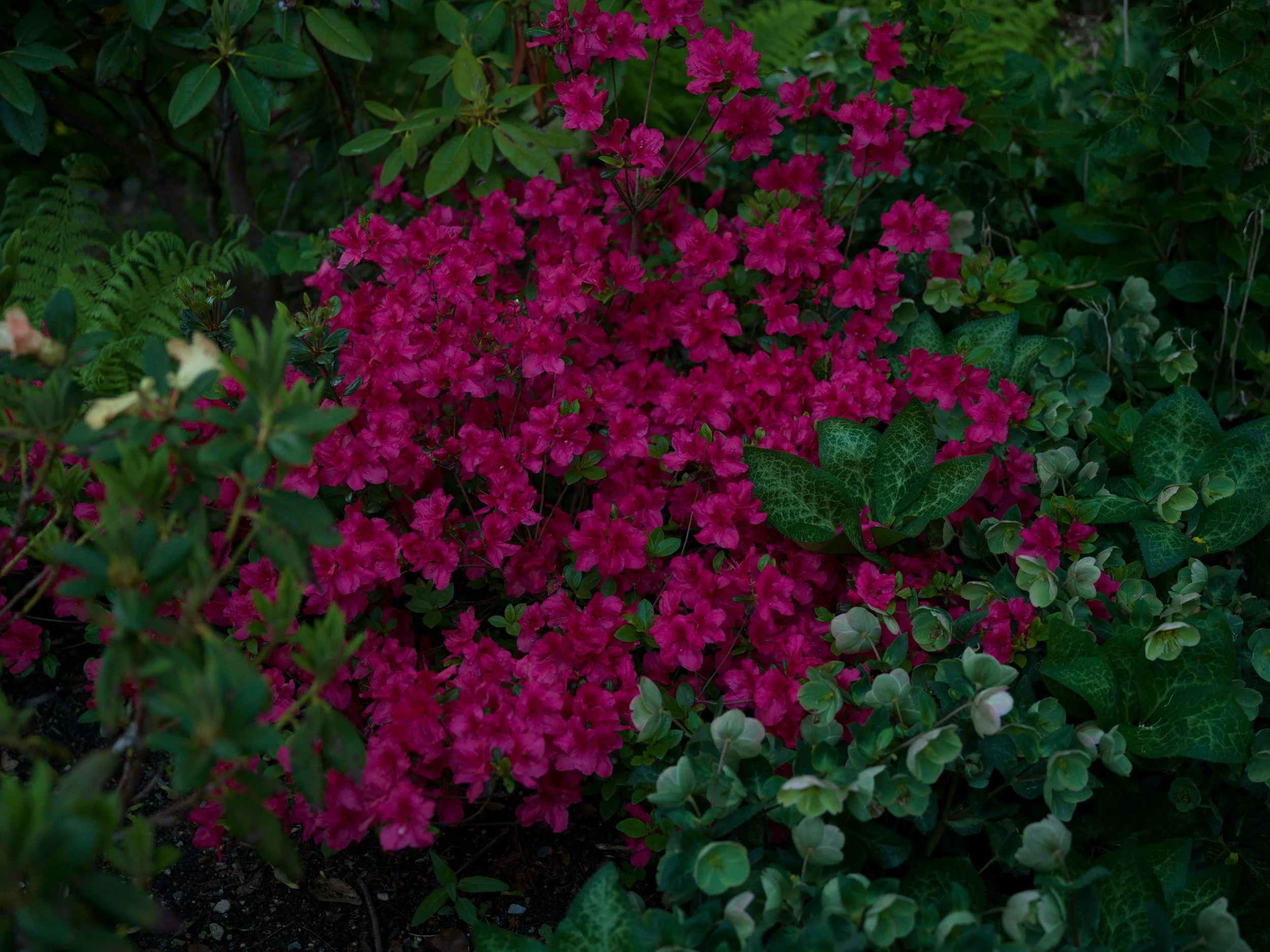 Crimson azalea covered in blossoms