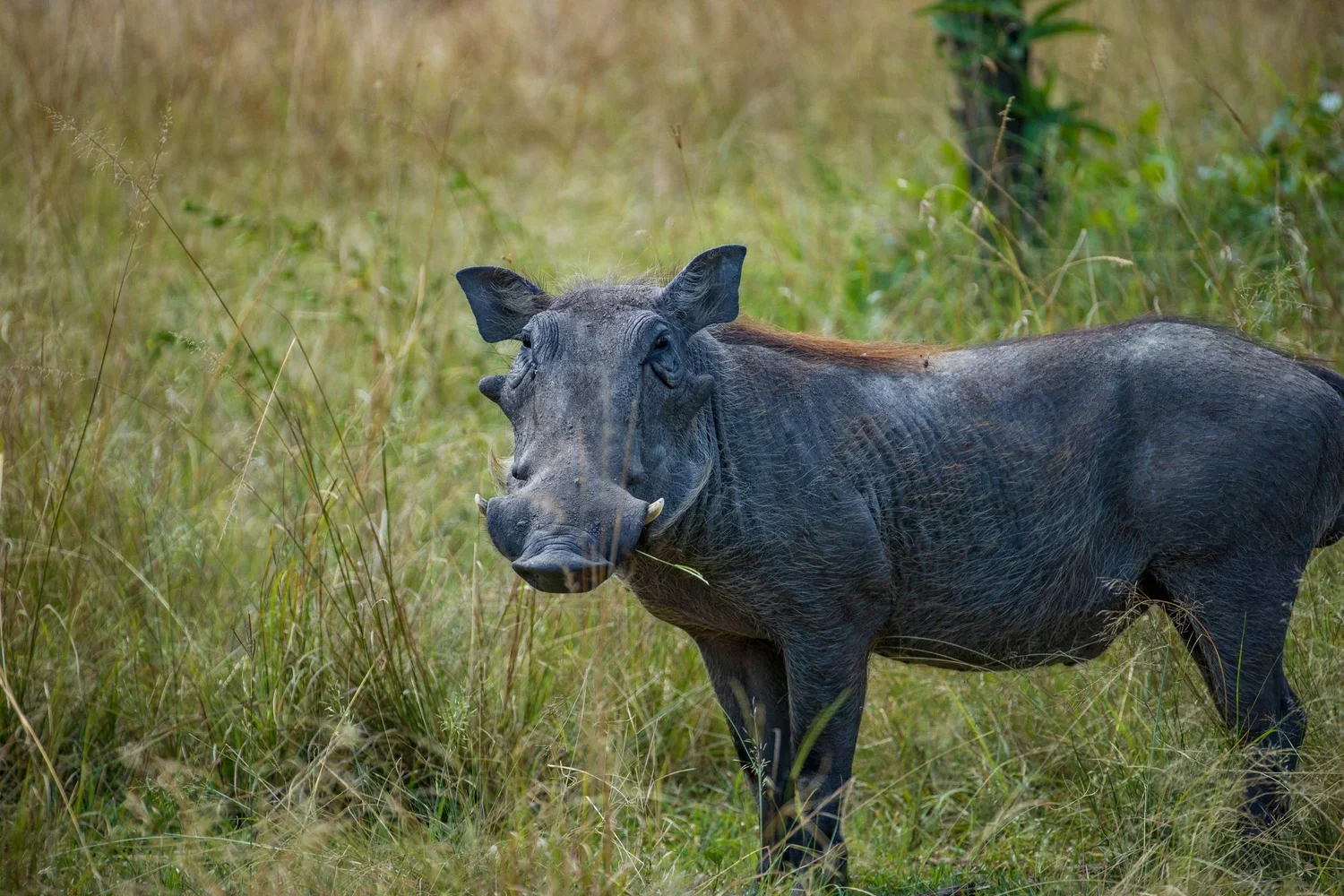 Warthogs