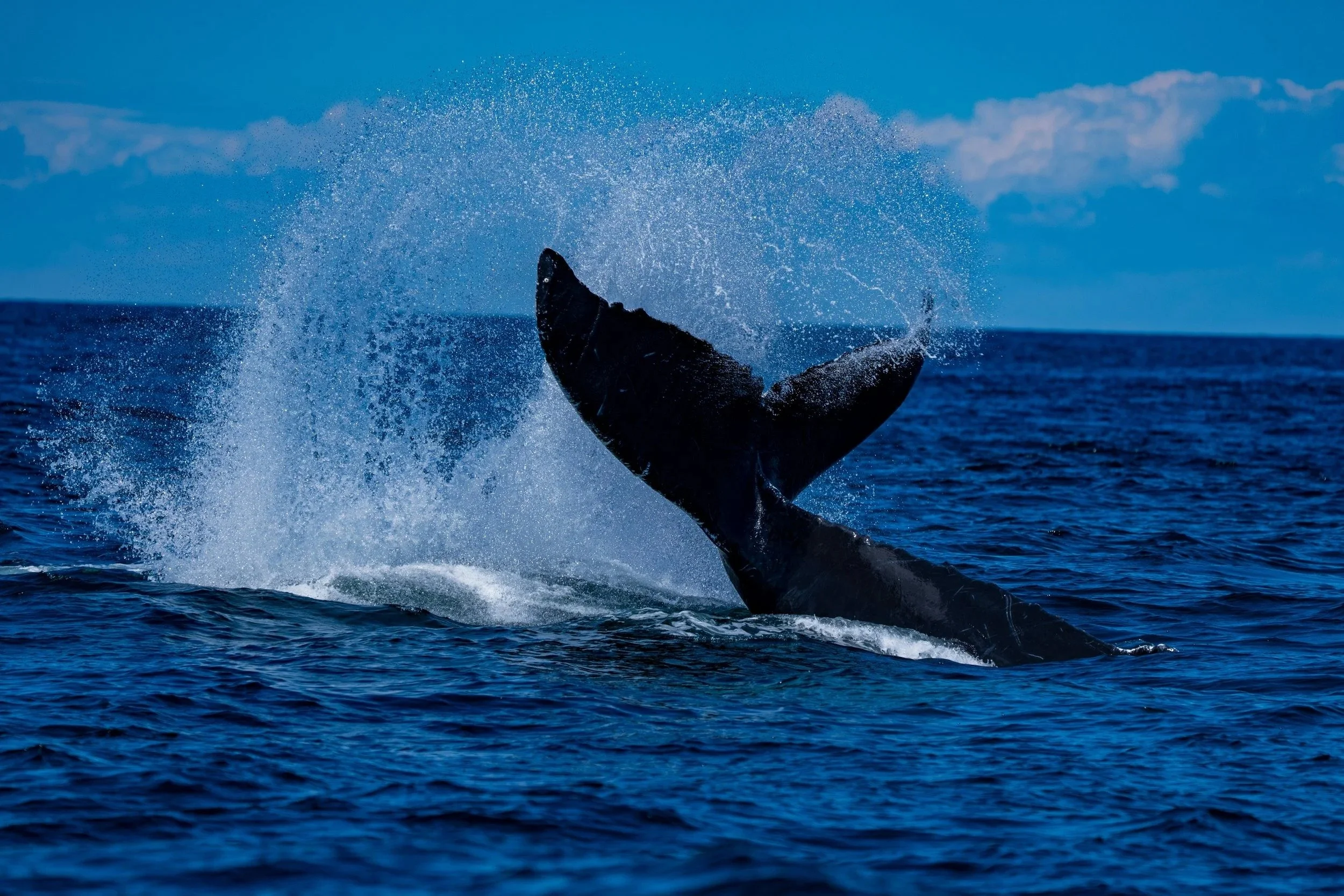 Whales