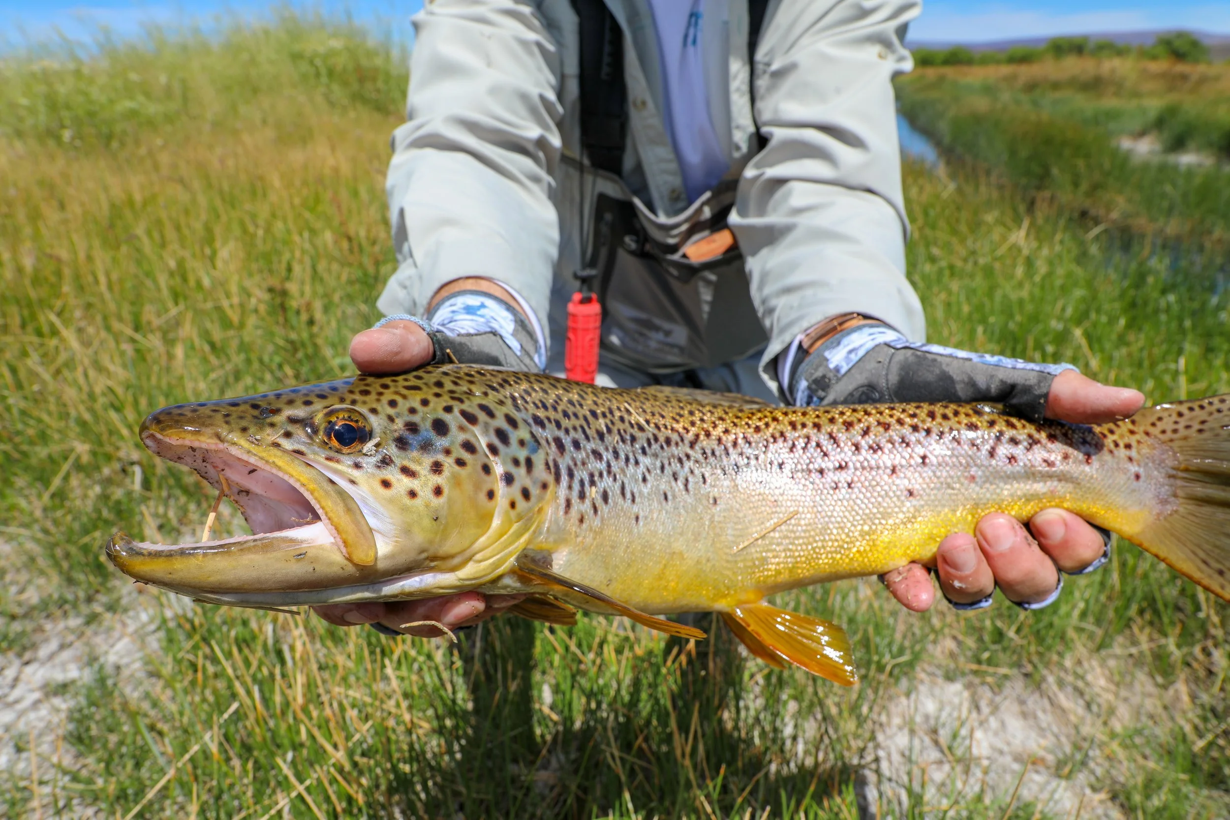 Rainbow and brown trout caught on the fly and released
