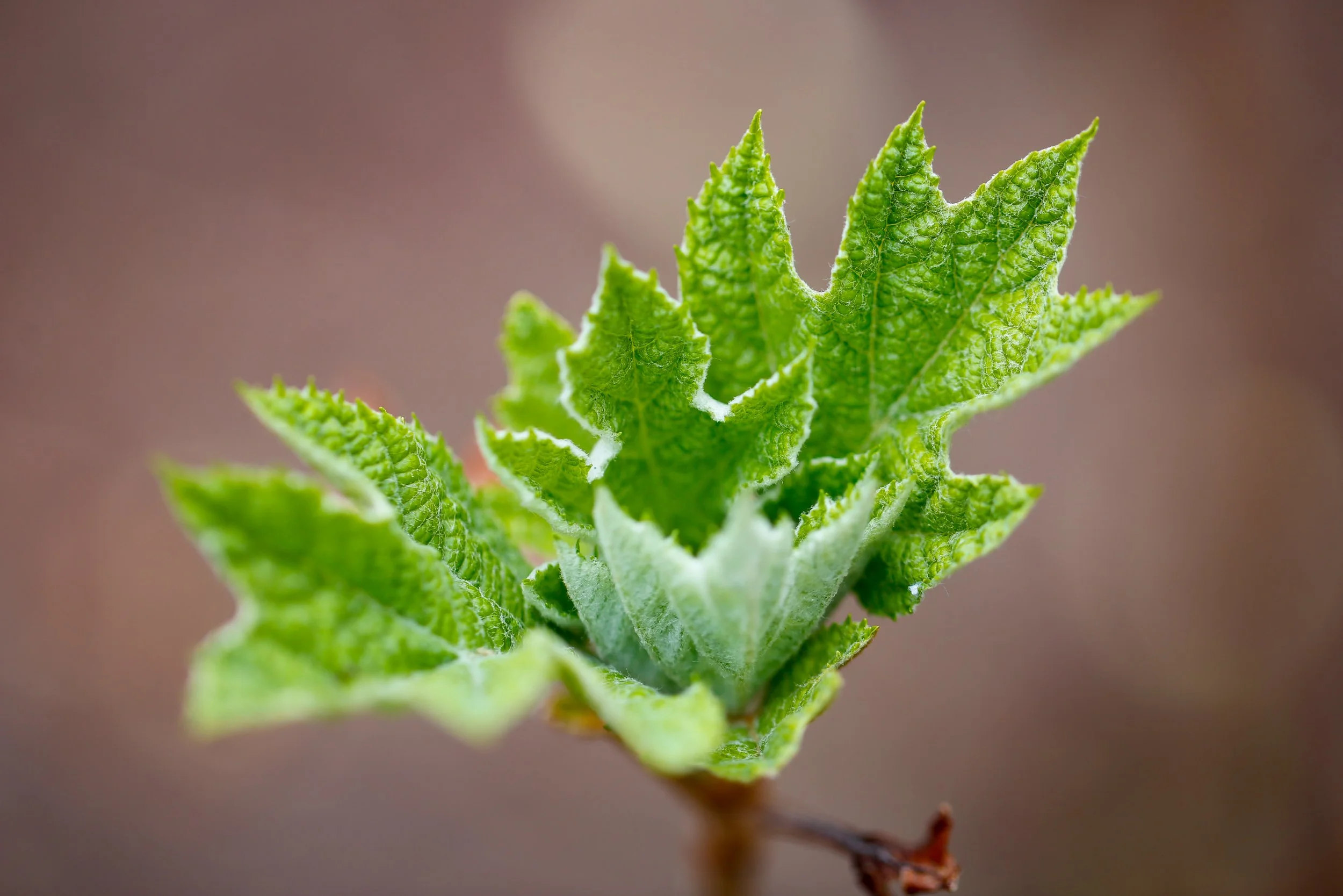 _W0A8780-2.jpg