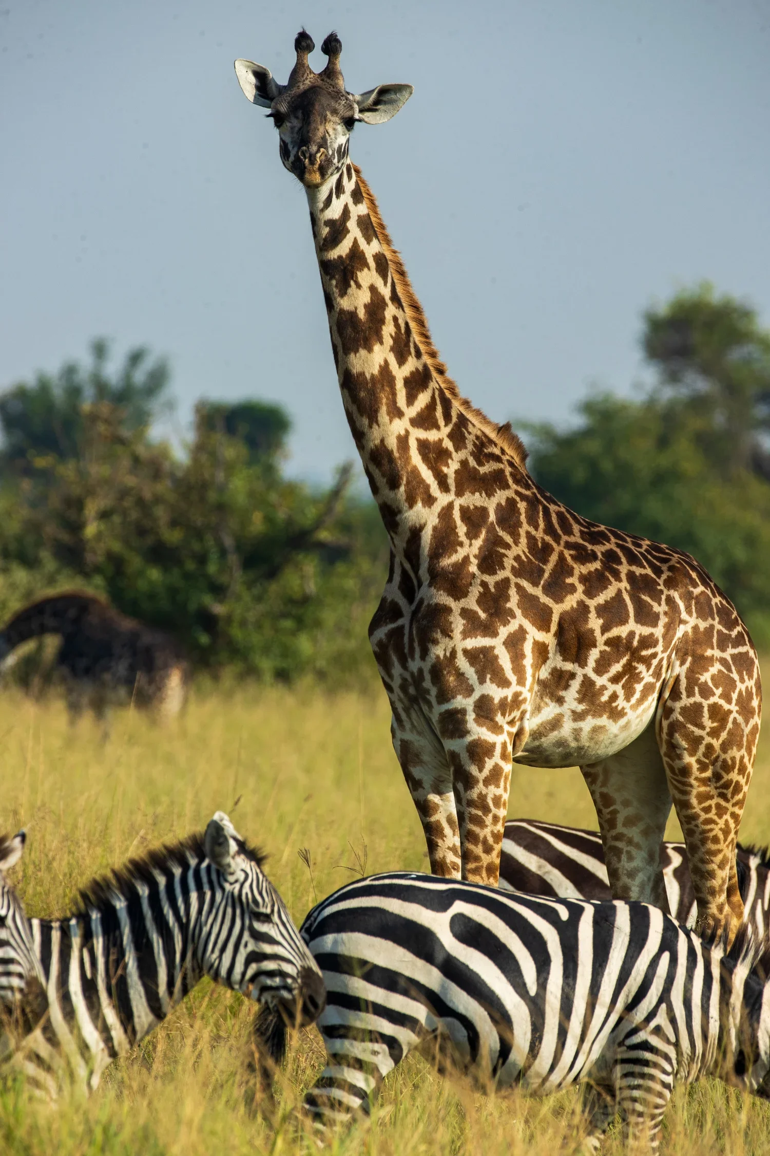 Giraffes