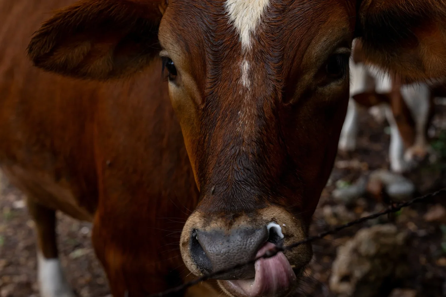 Cows