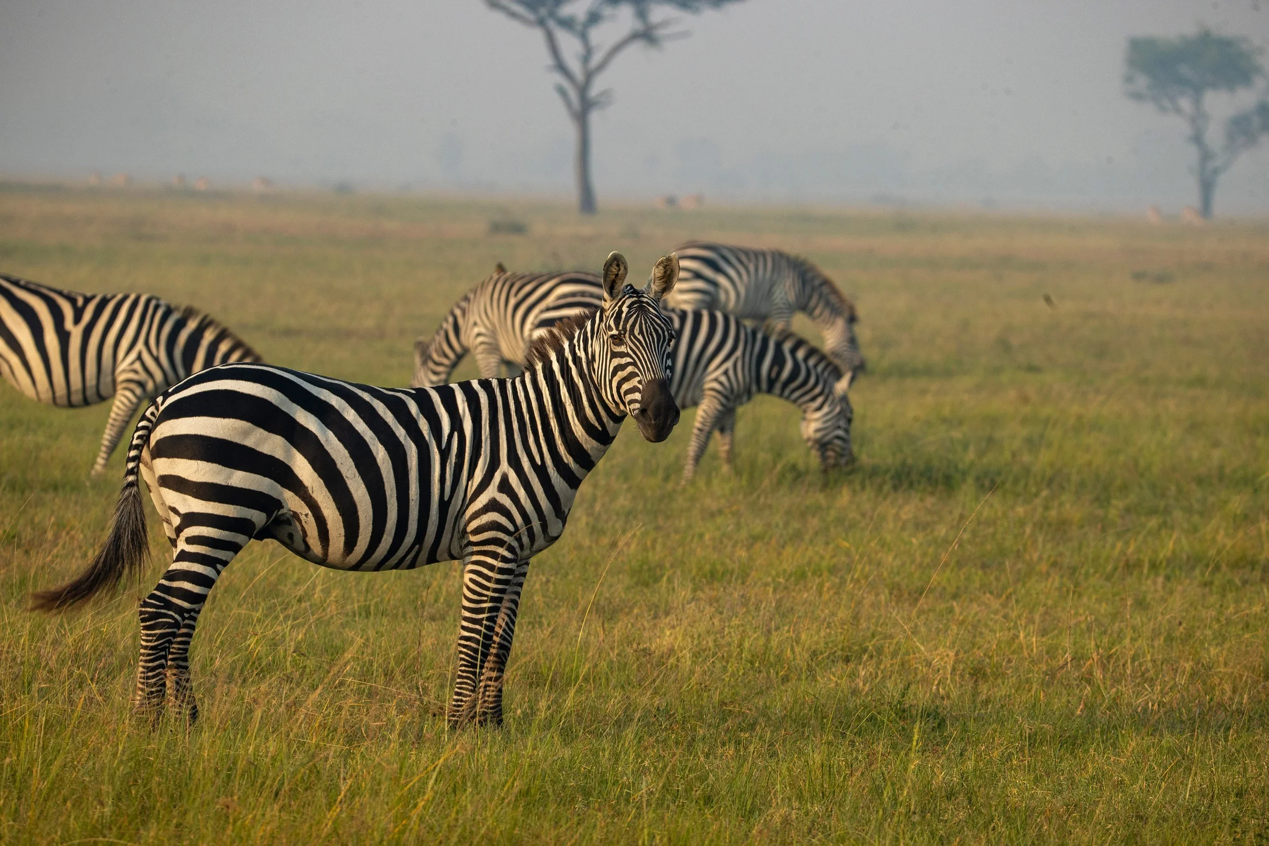Zebras on a misty morning, Serengeti