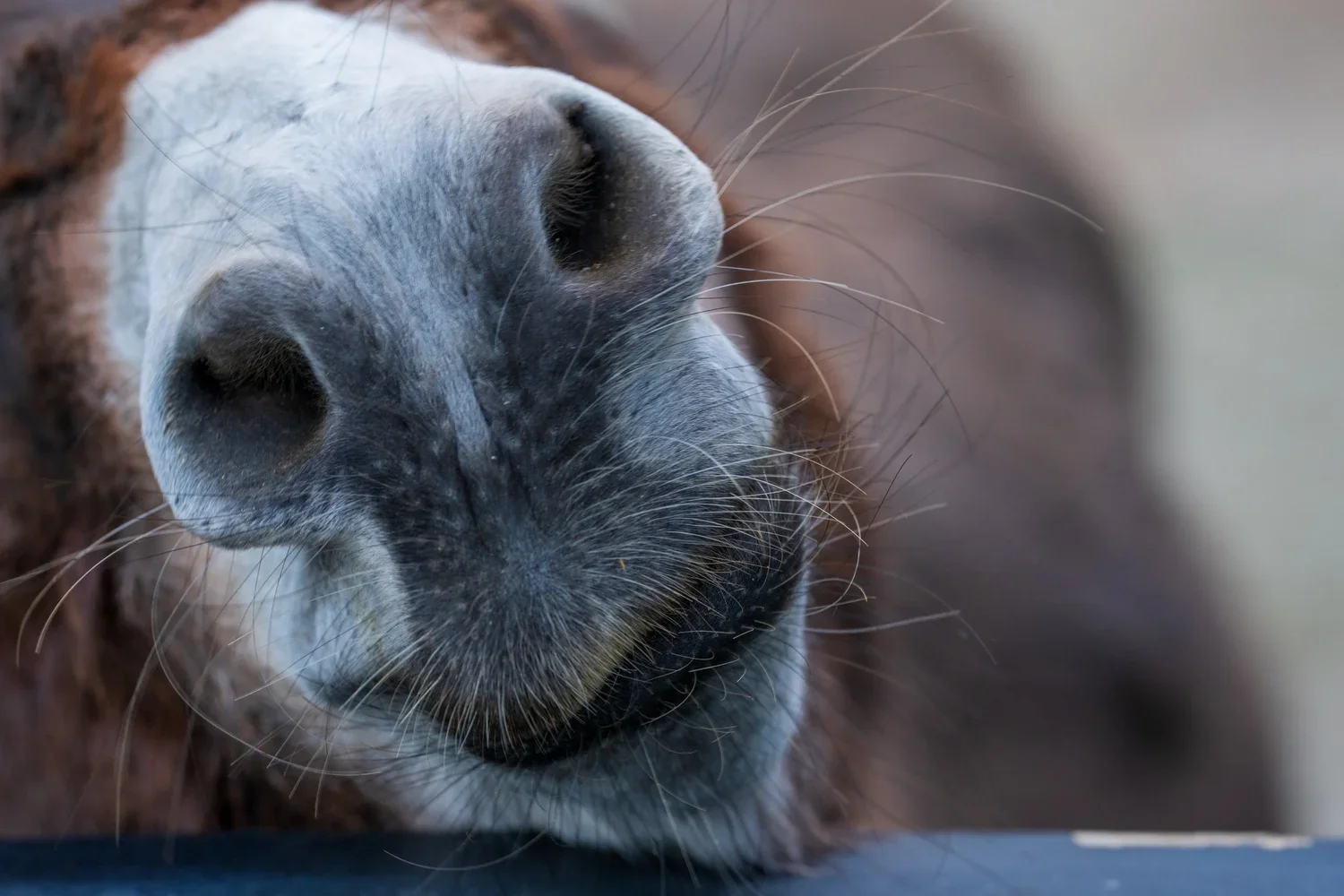 Donkeys