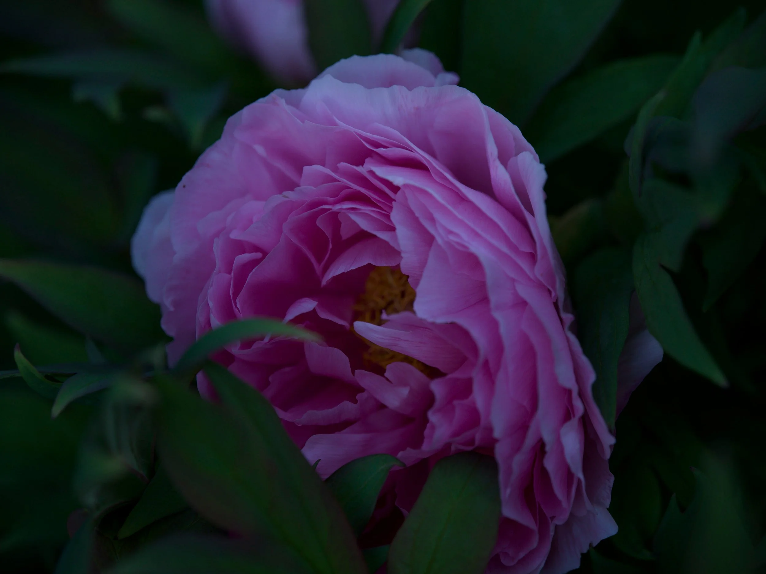 Deep pink peony in shade