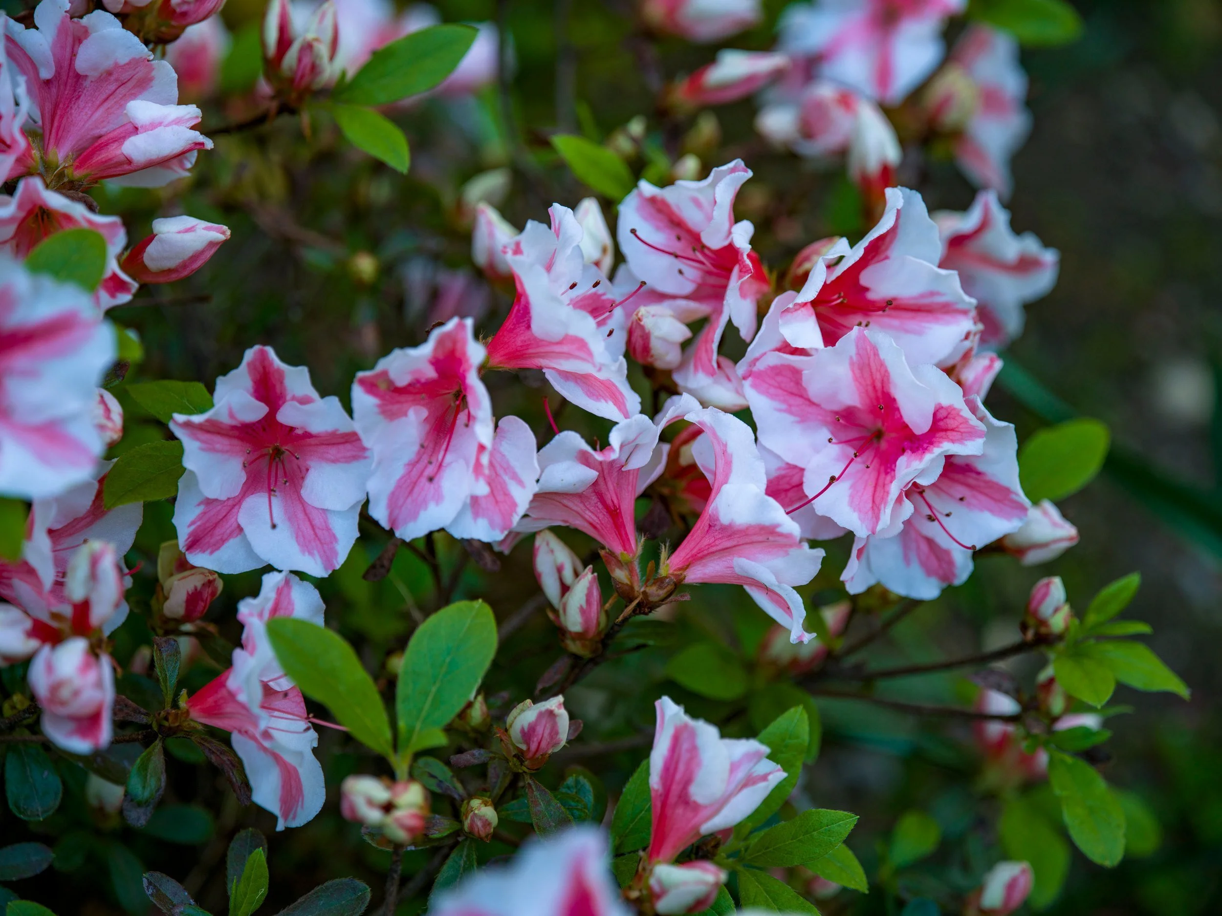Pink and white striped azaleas
