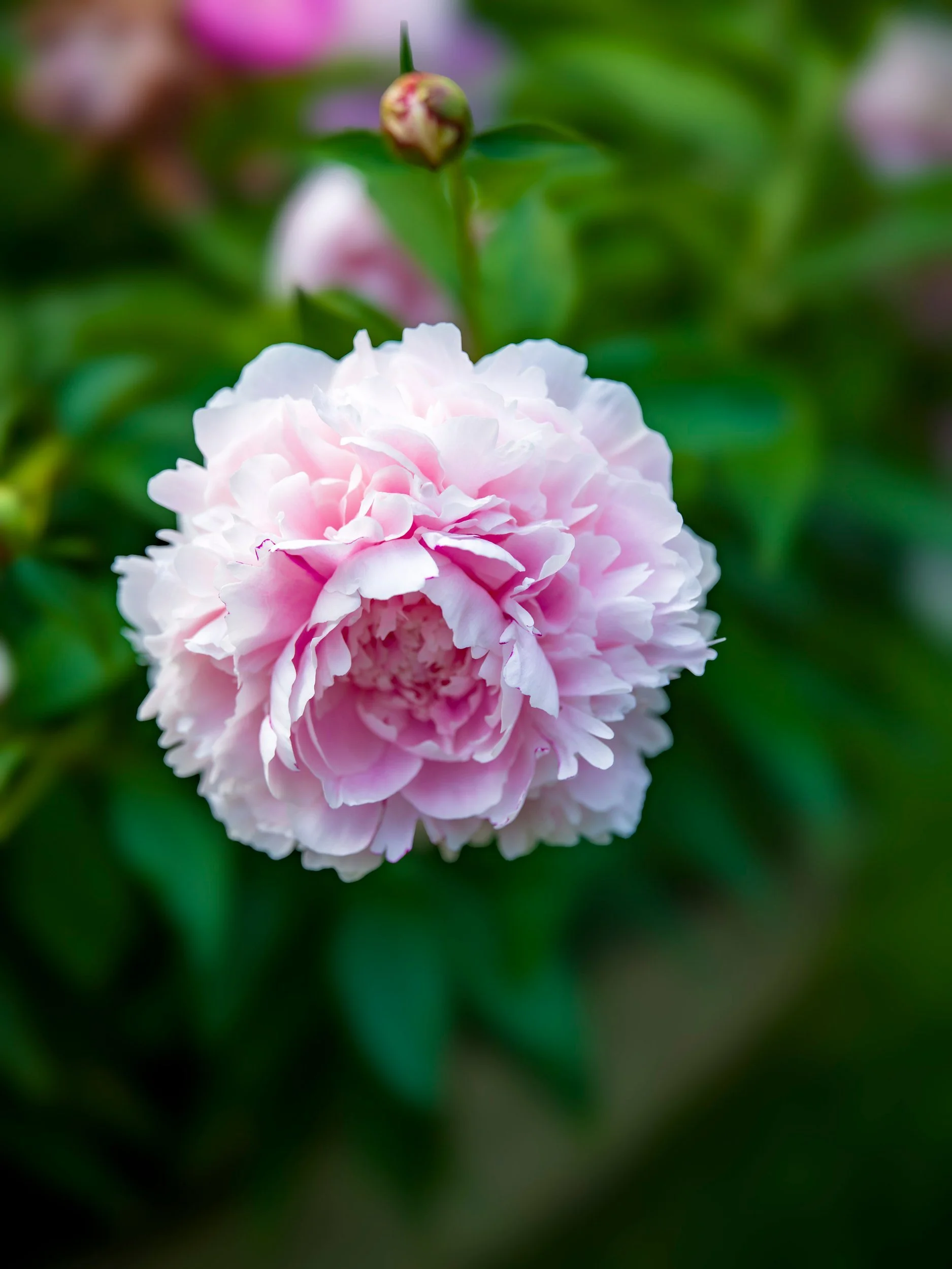Soft pink peony, vertical frame
