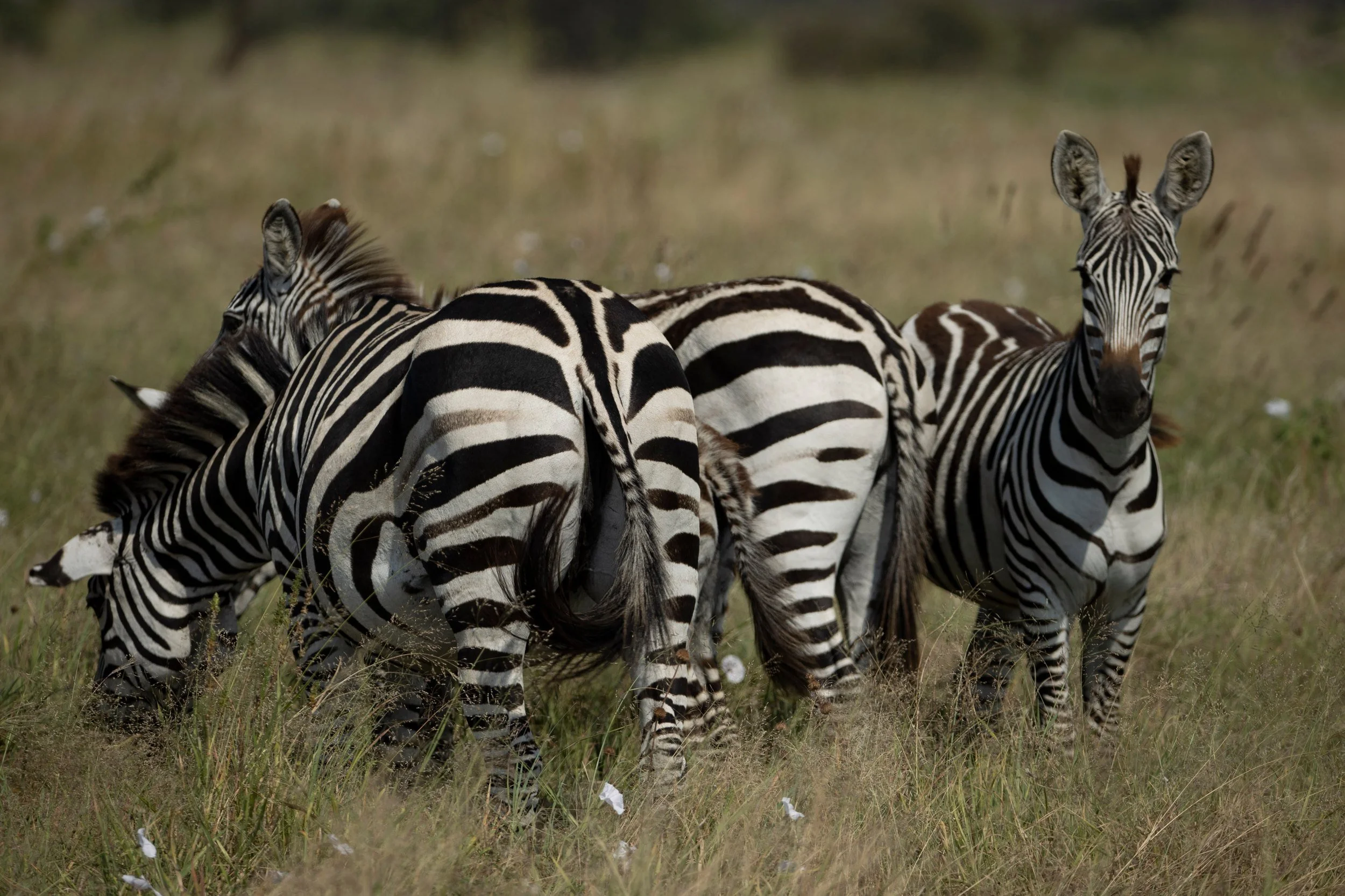 Zebras grazing together, Serengeti
