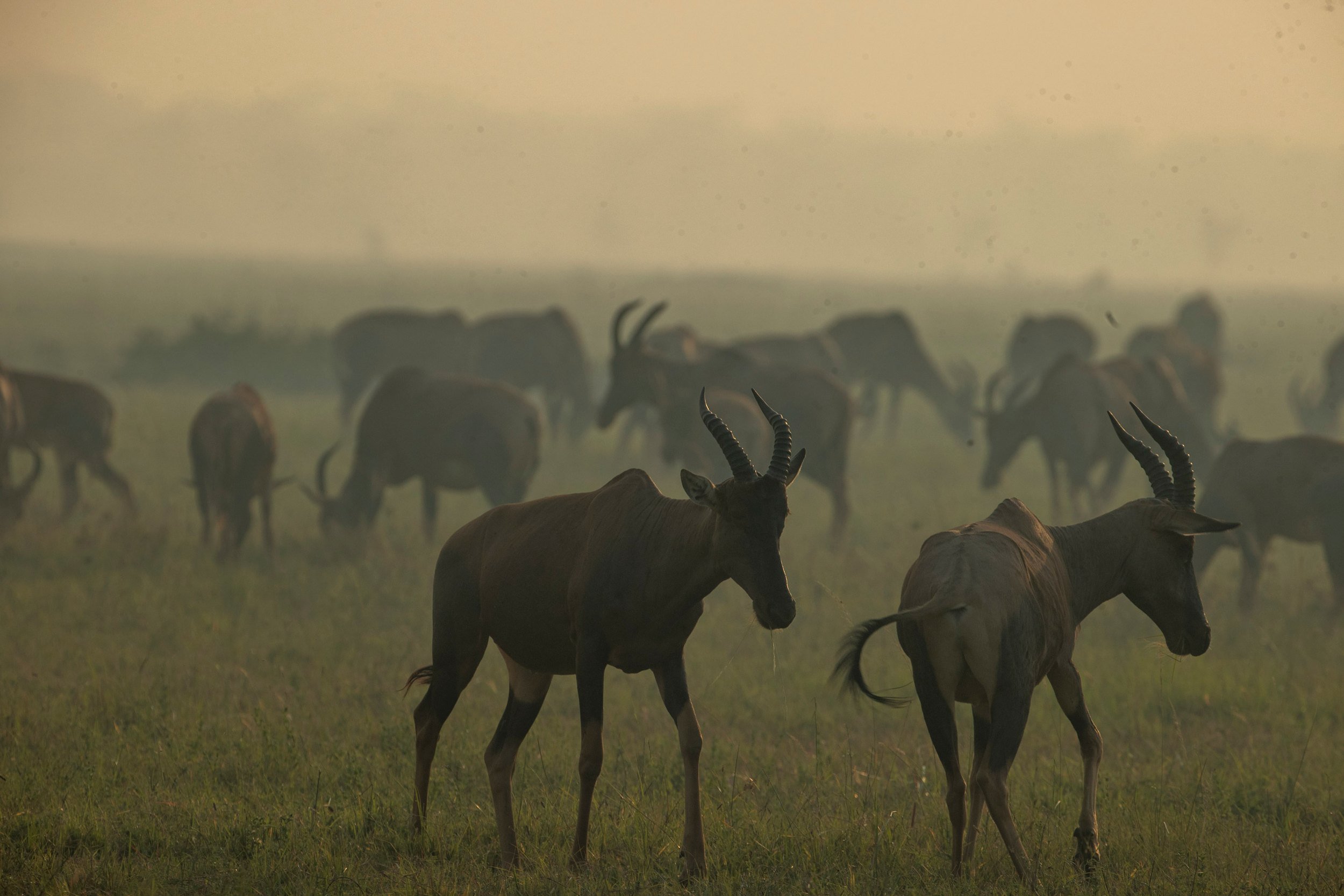 Topi in the morning dust, Serengeti