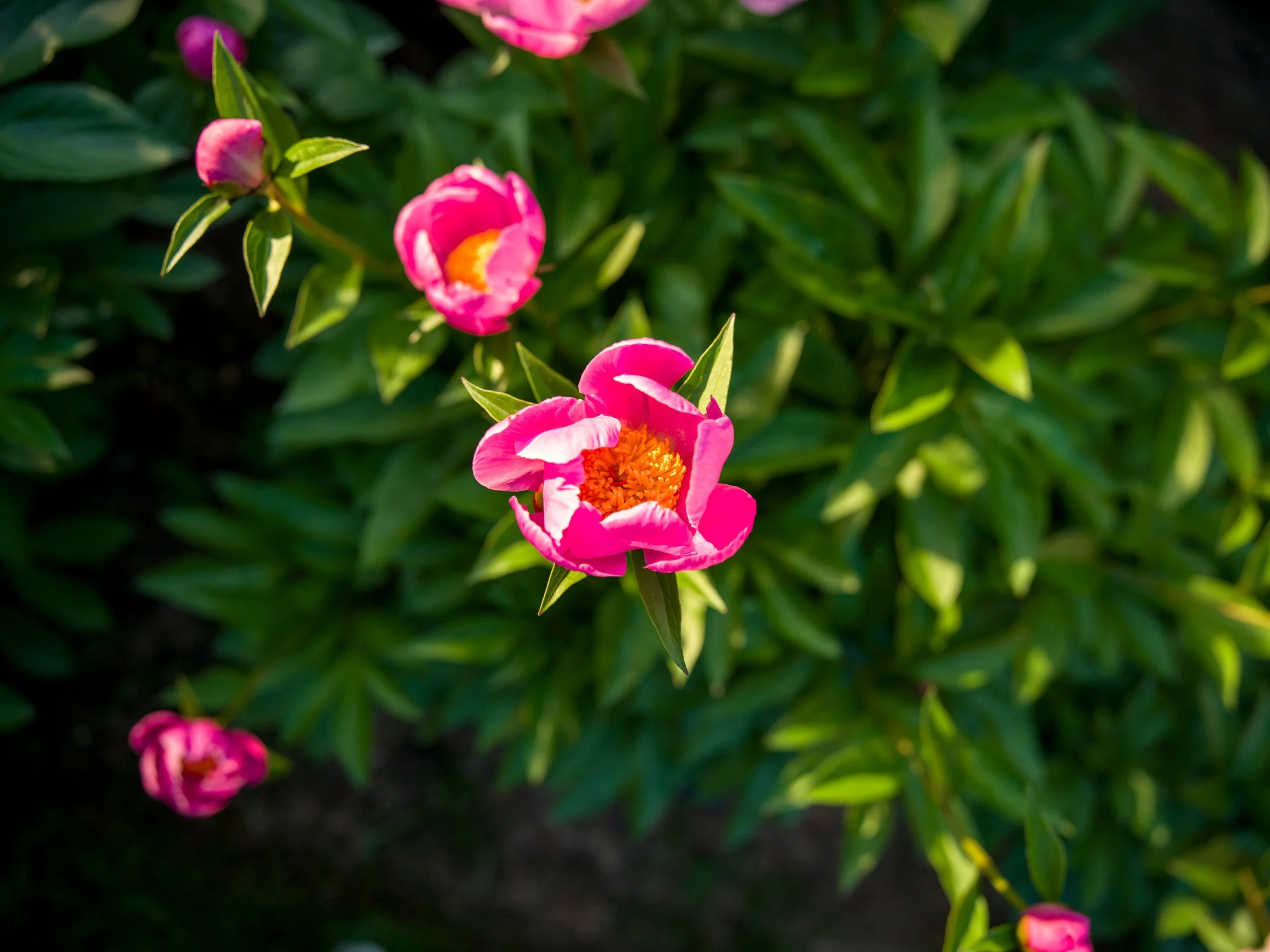 Pink camellia-like blooms on a shrub