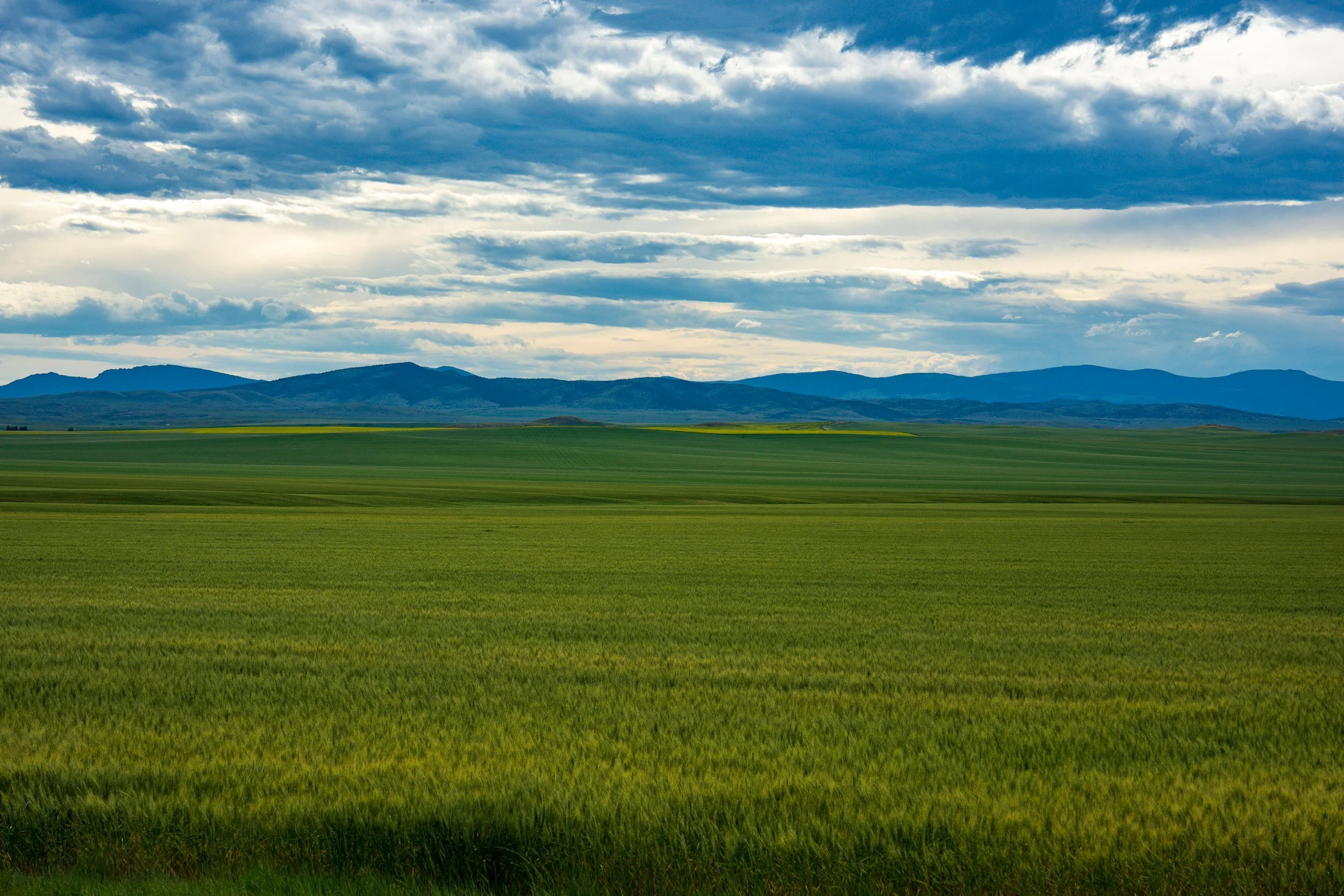 Green hay meadow below the mountains, Montana