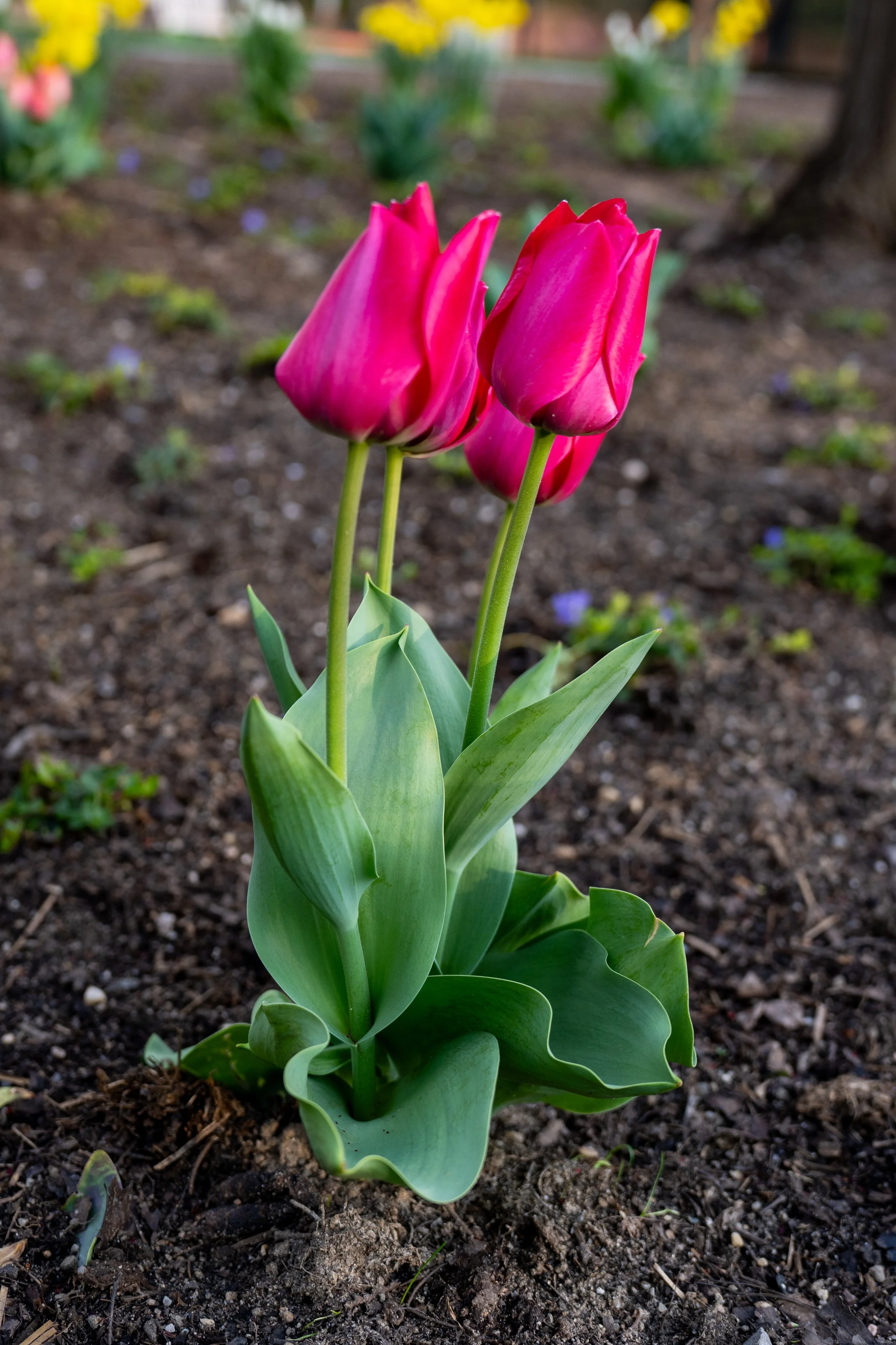 DSC09705.jpg
