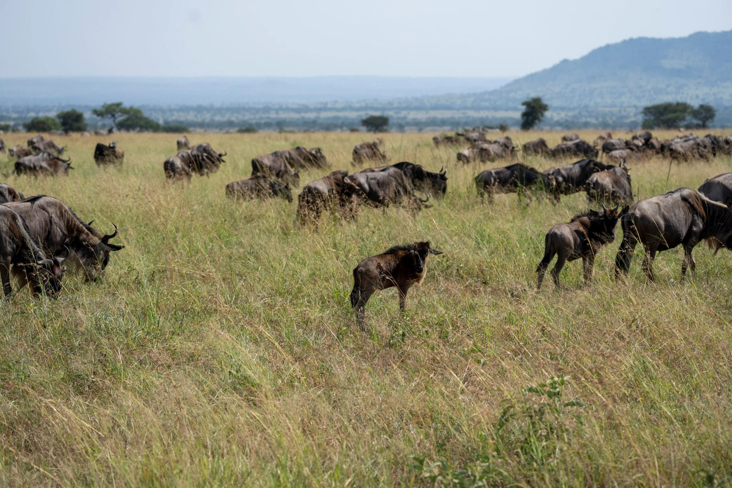 Herds spread across the plains, Serengeti