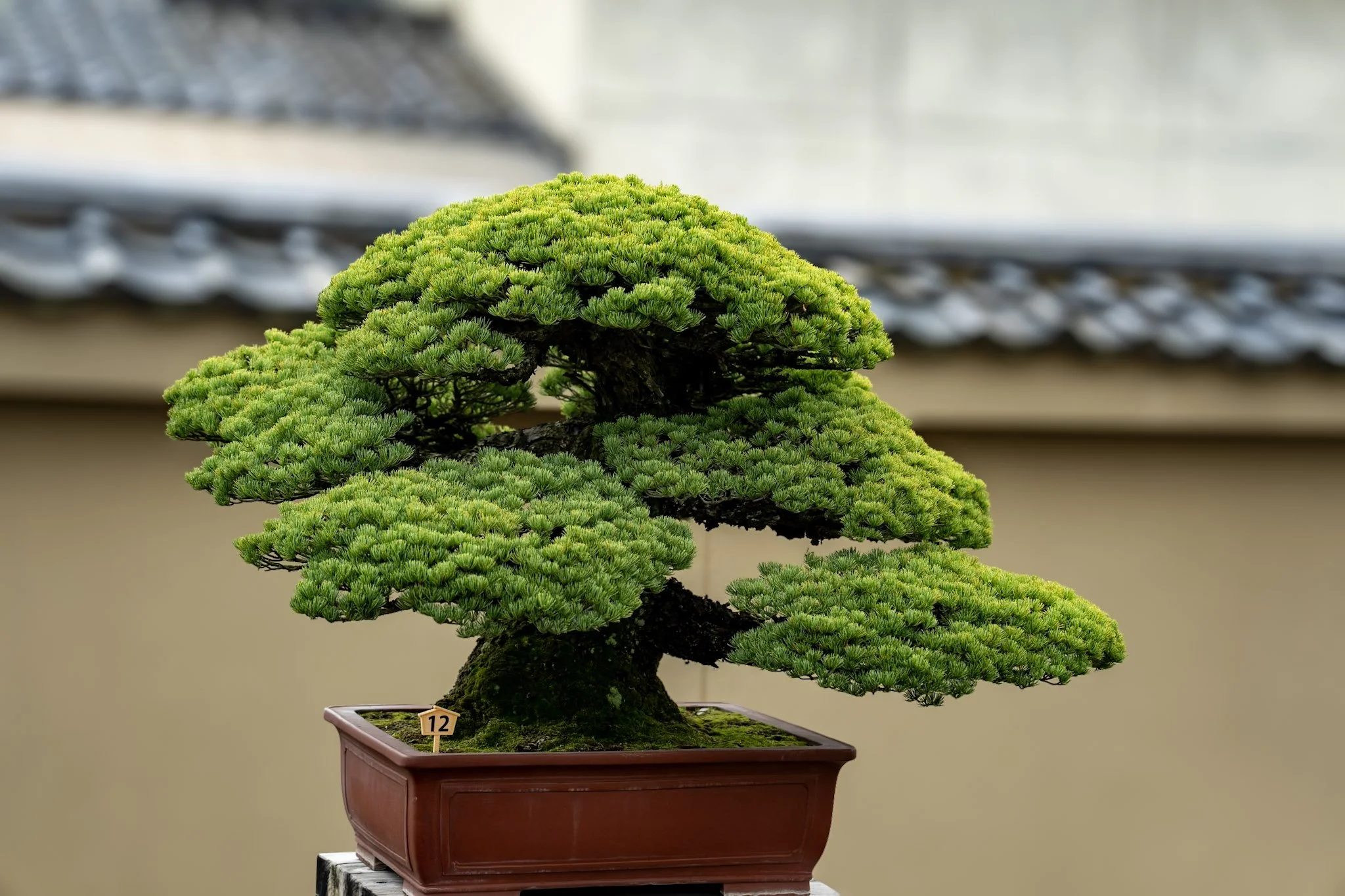jp-8ba442c39b06.jpg