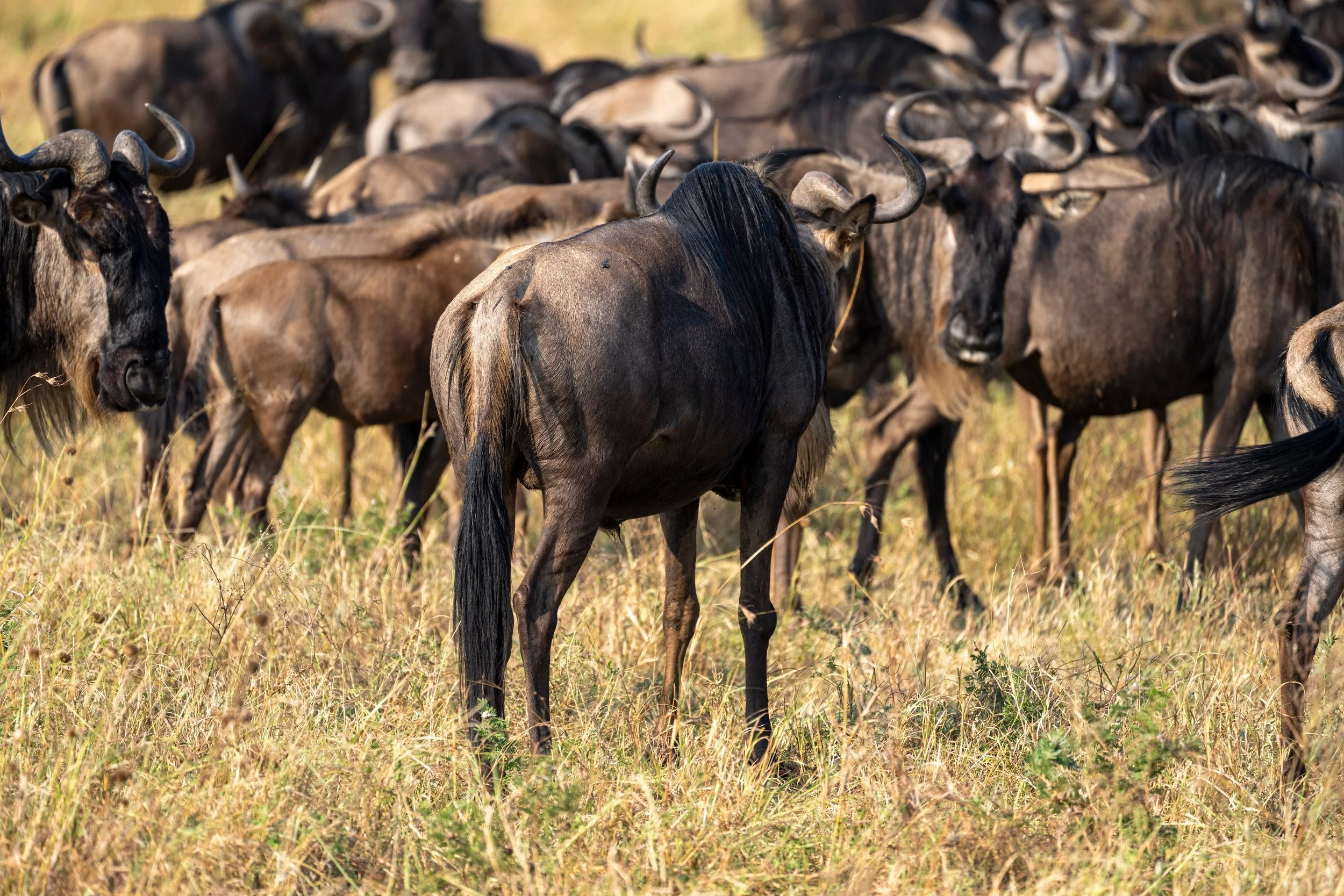 Wildebeest crowded together, Serengeti