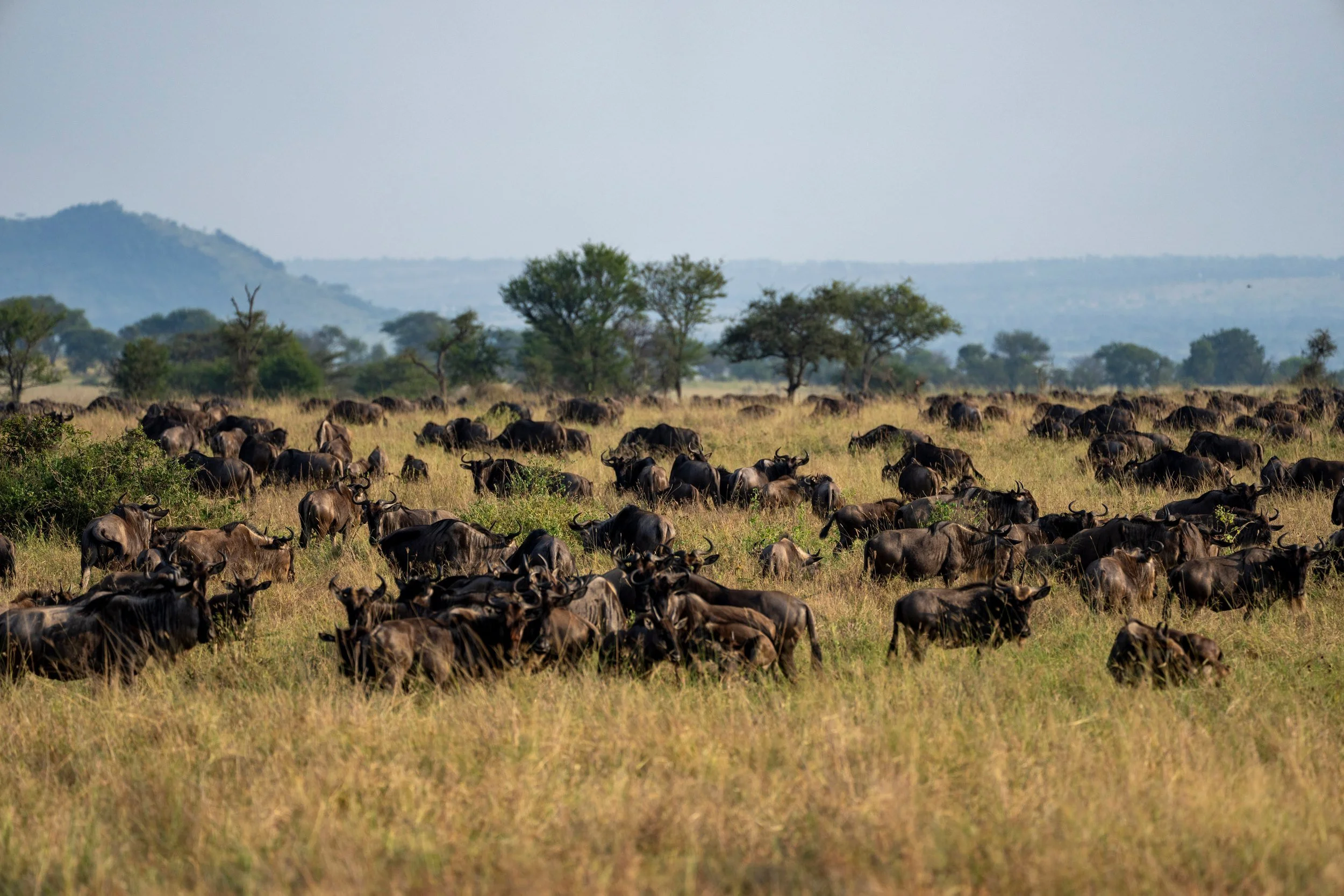 Vast herd below distant hills, Serengeti