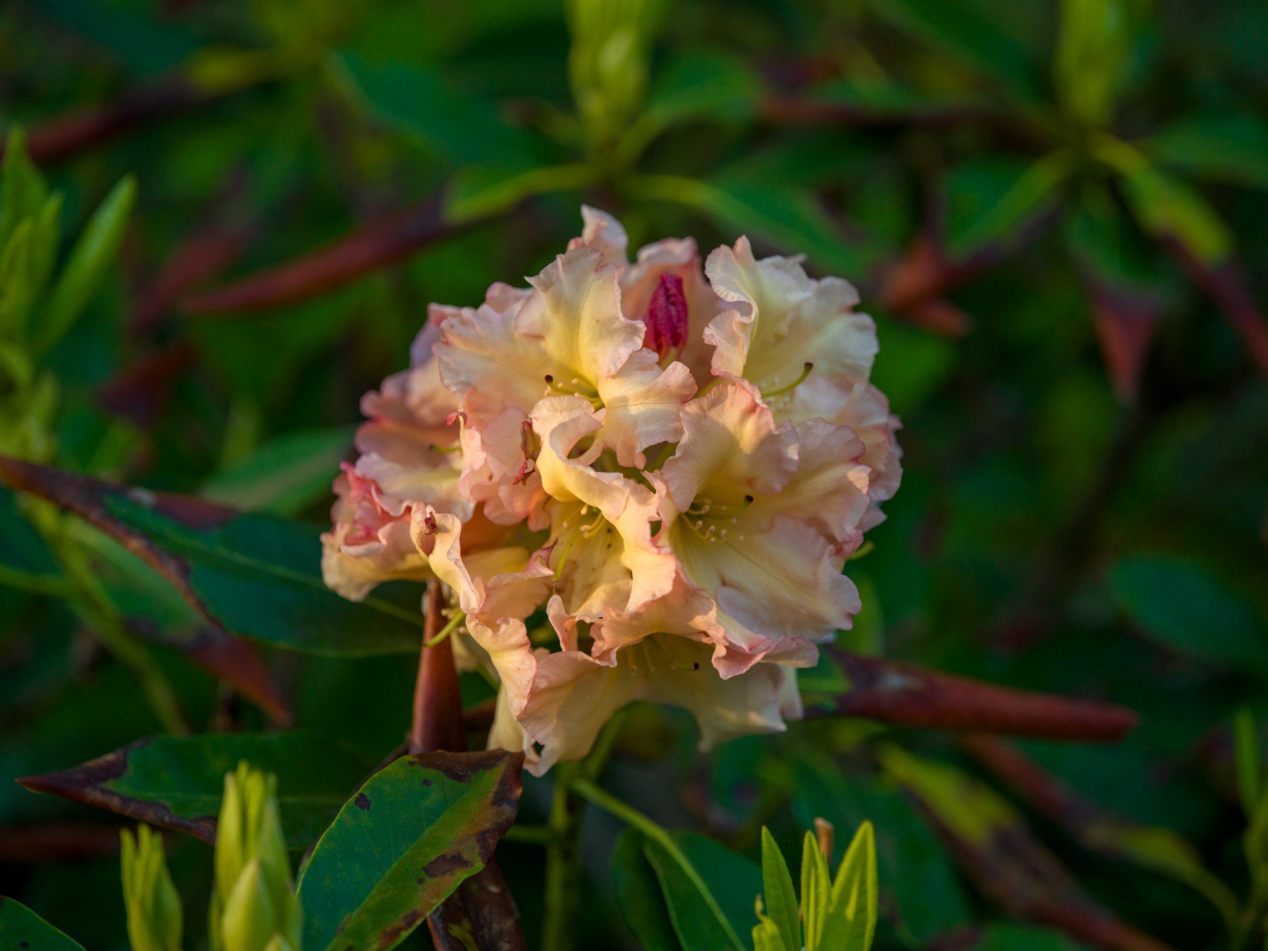 Apricot rhododendron truss