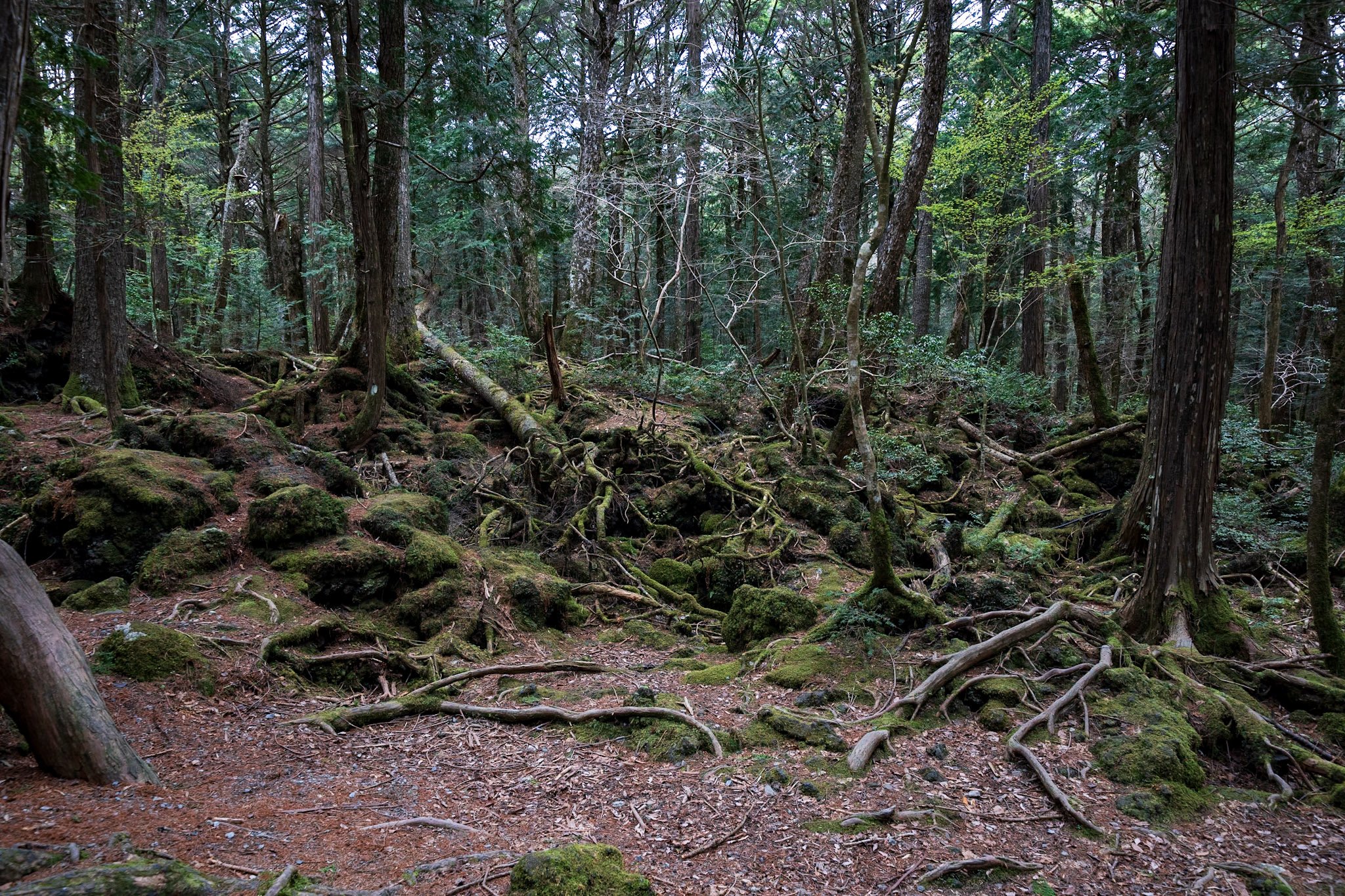 jp-ca39390da4ca.jpg