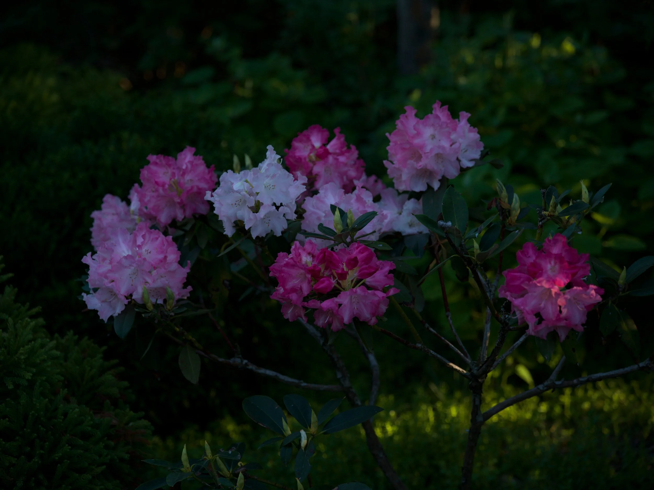 Pink rhododendrons in a dark woodland