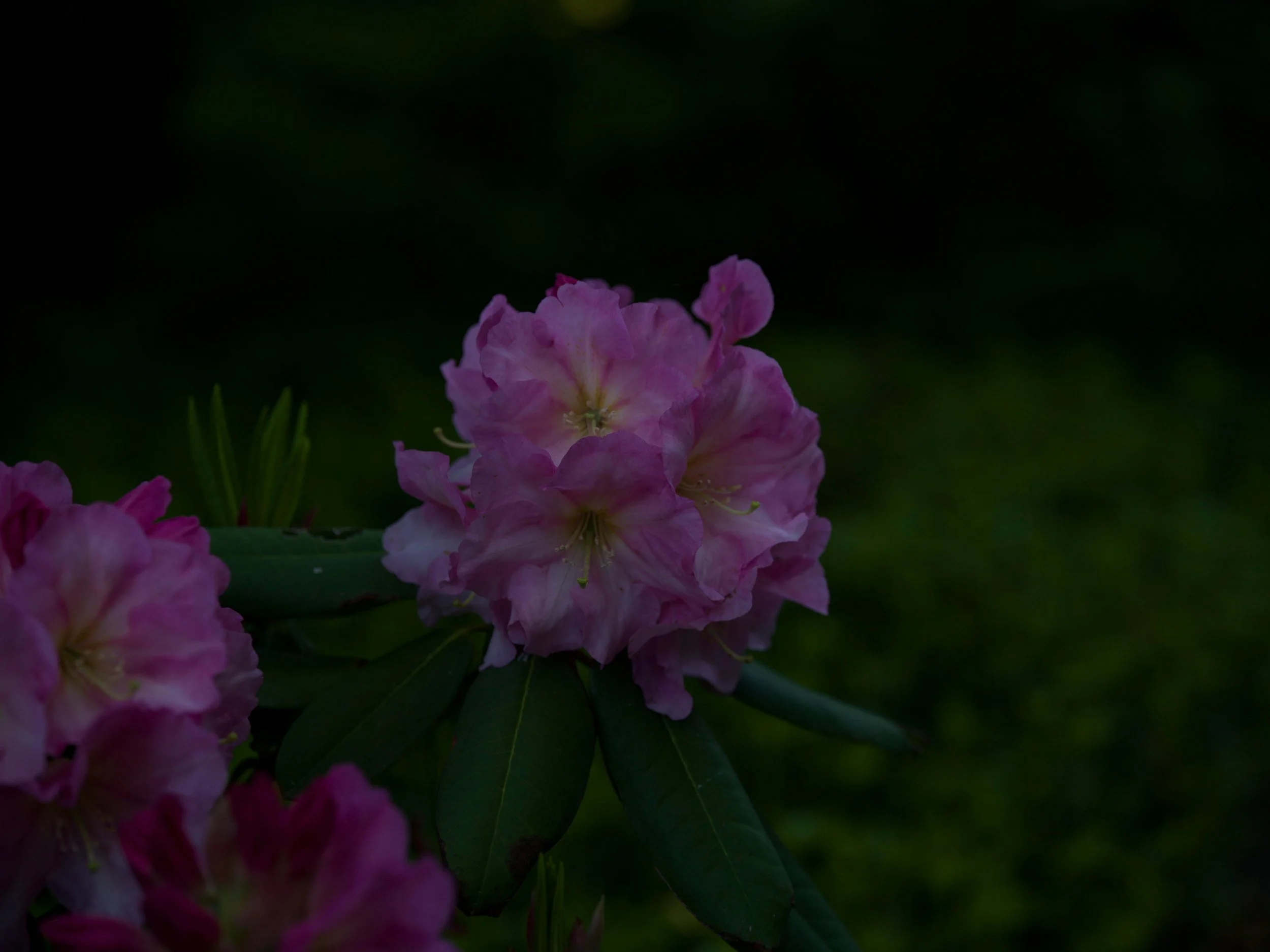 Pink rhododendron in the shadows