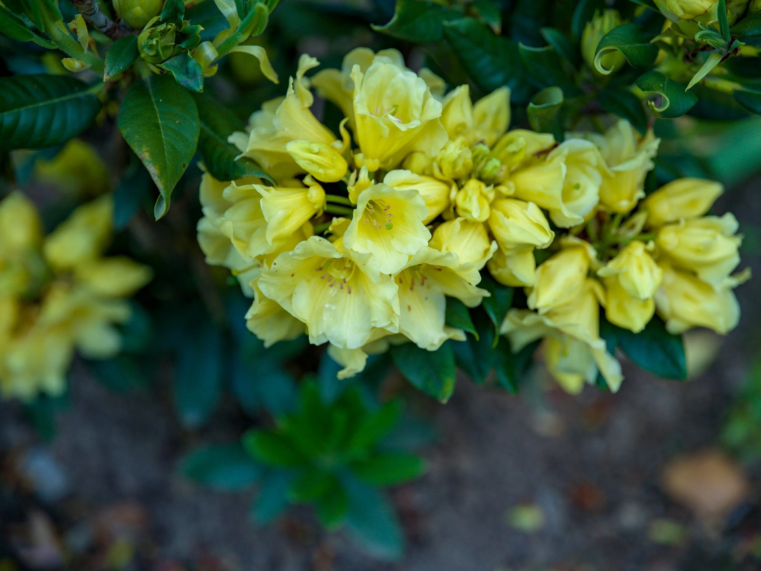 Bright yellow azalea flowers