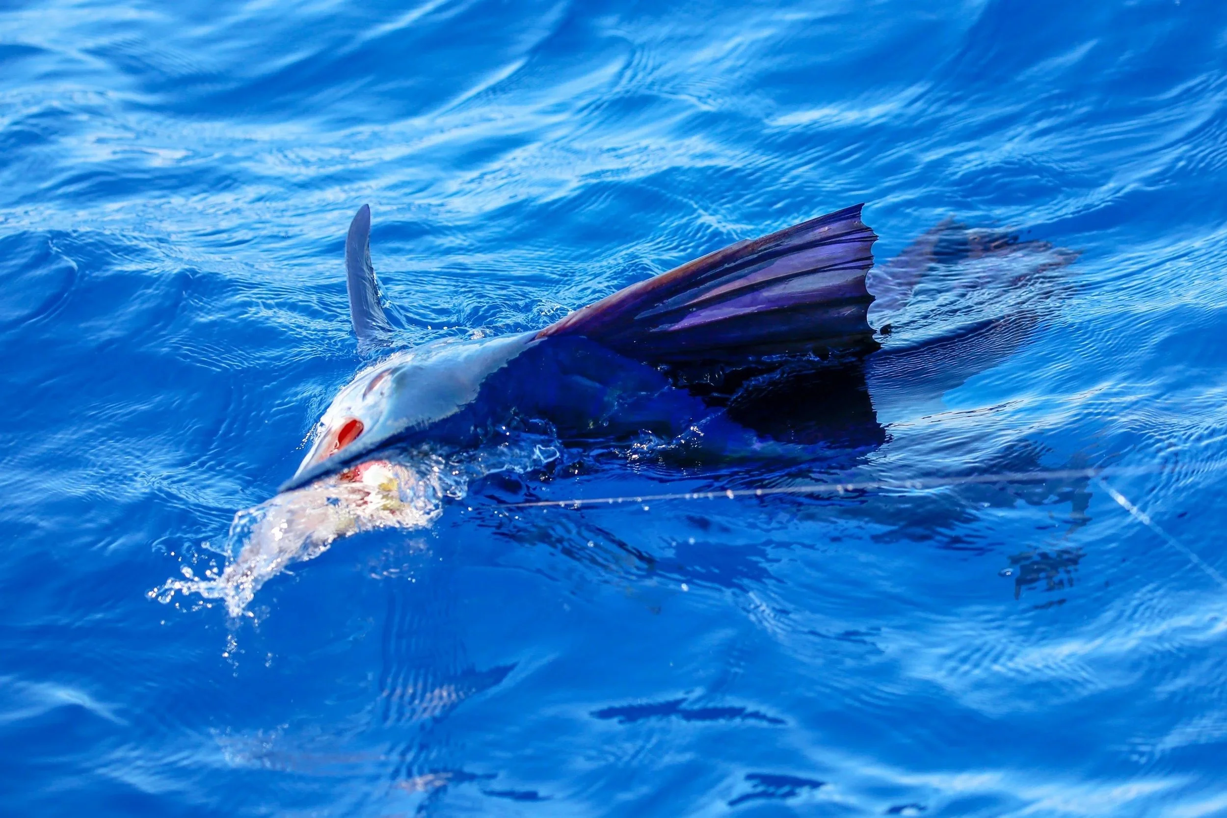 Sailfish