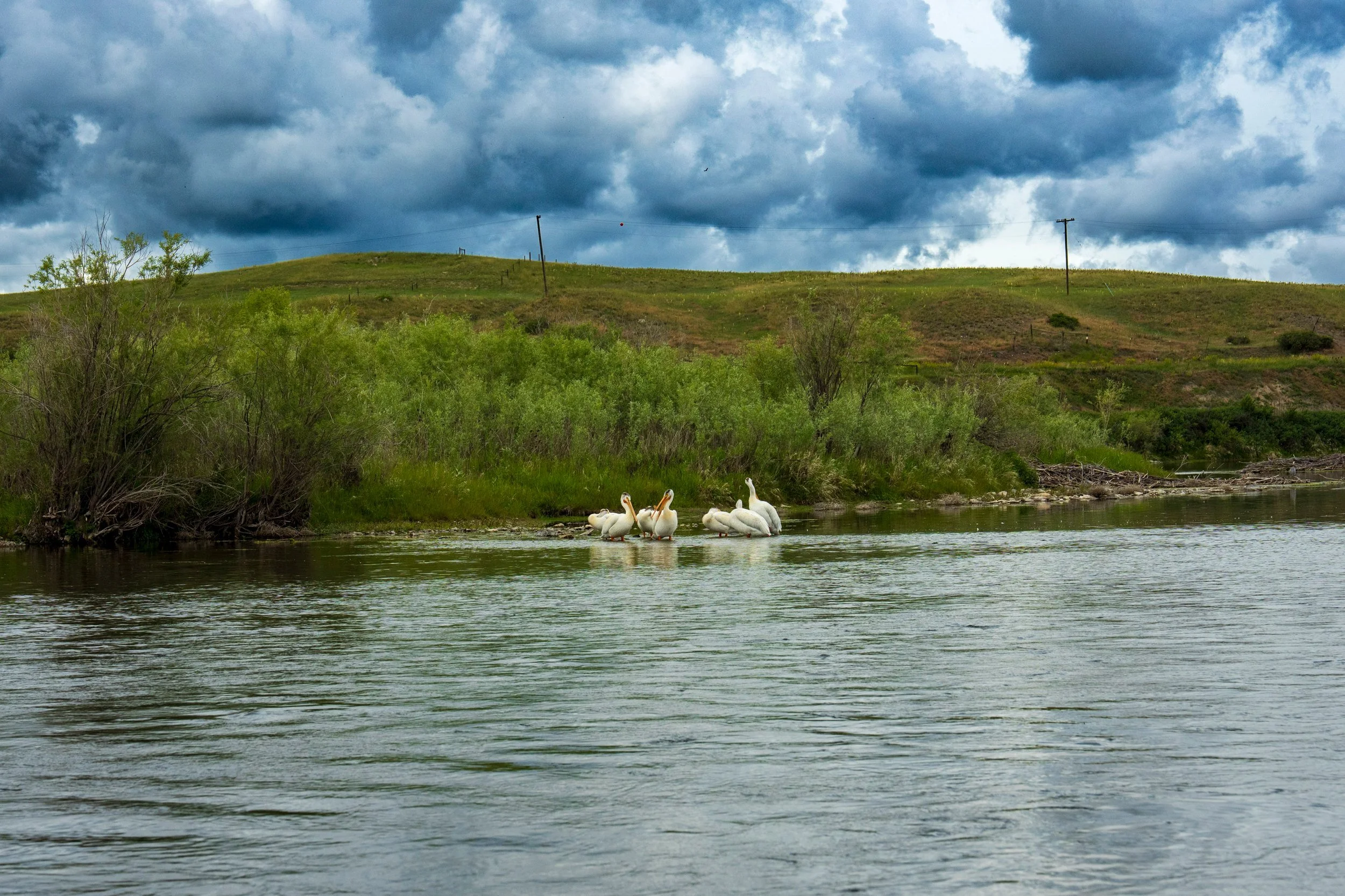 Rafts drifting past green hills, Montana