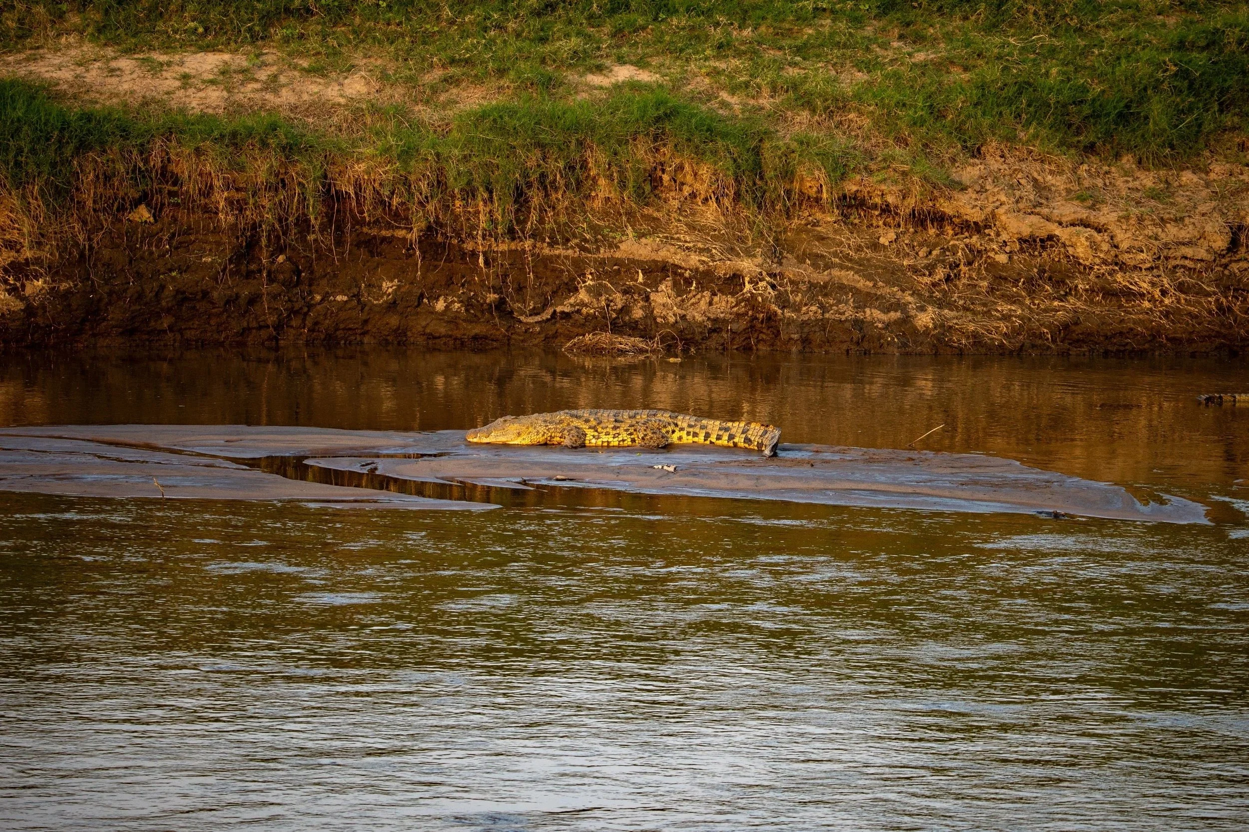 Crocodiles