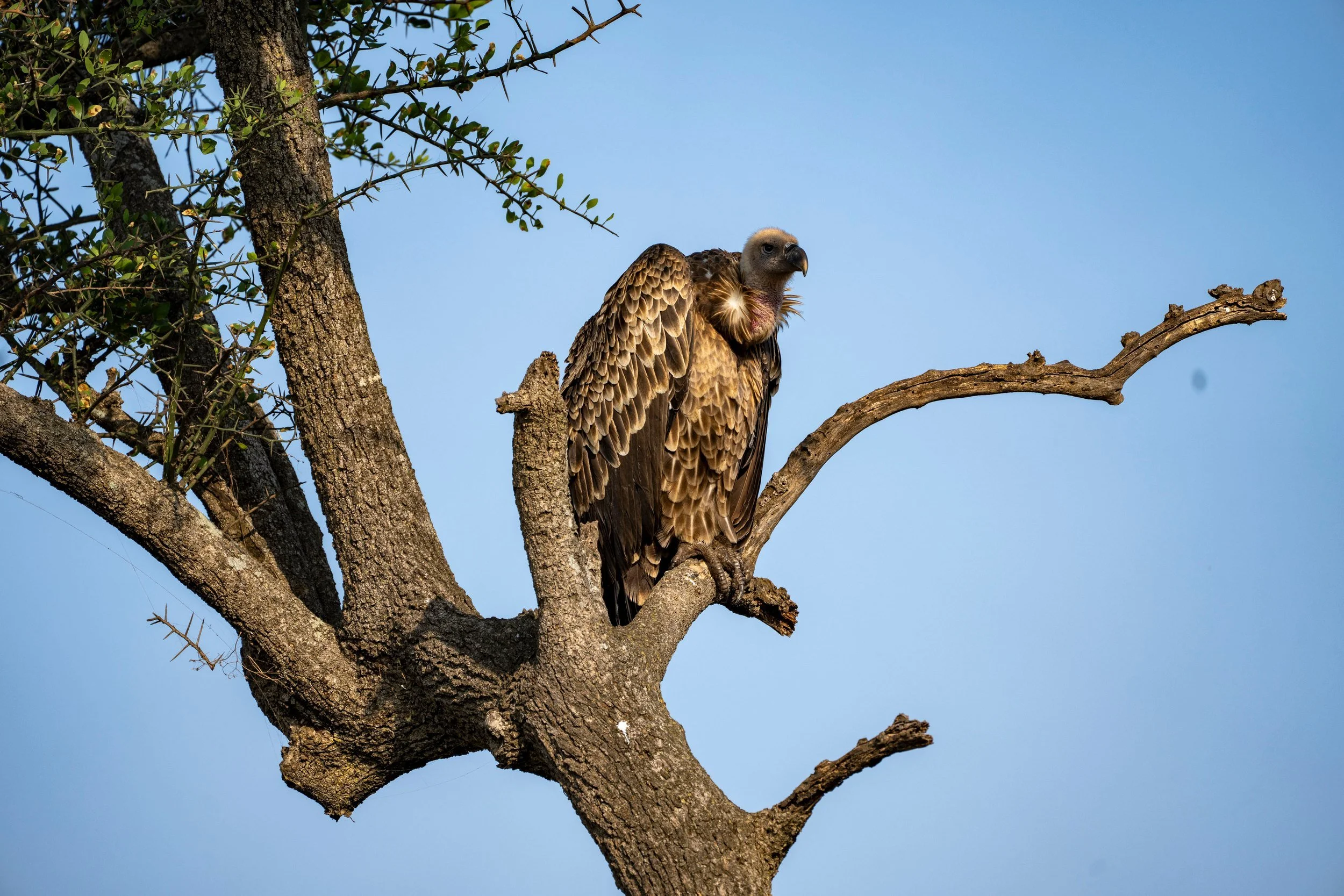 Vulture perched in an acacia, Serengeti
