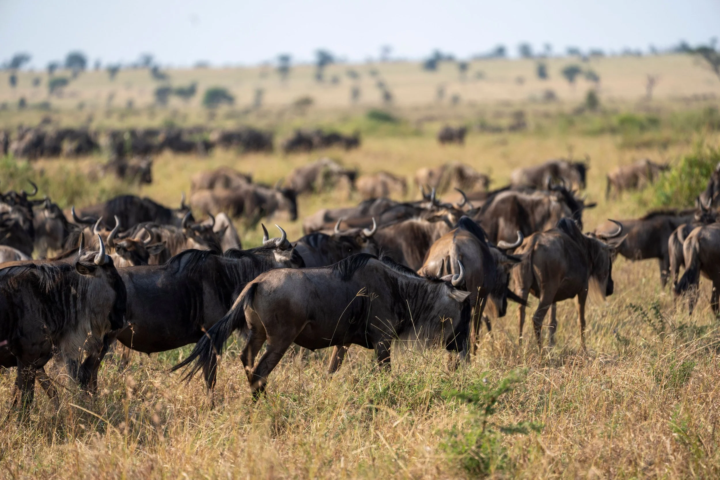 Herds filling the plains, Serengeti