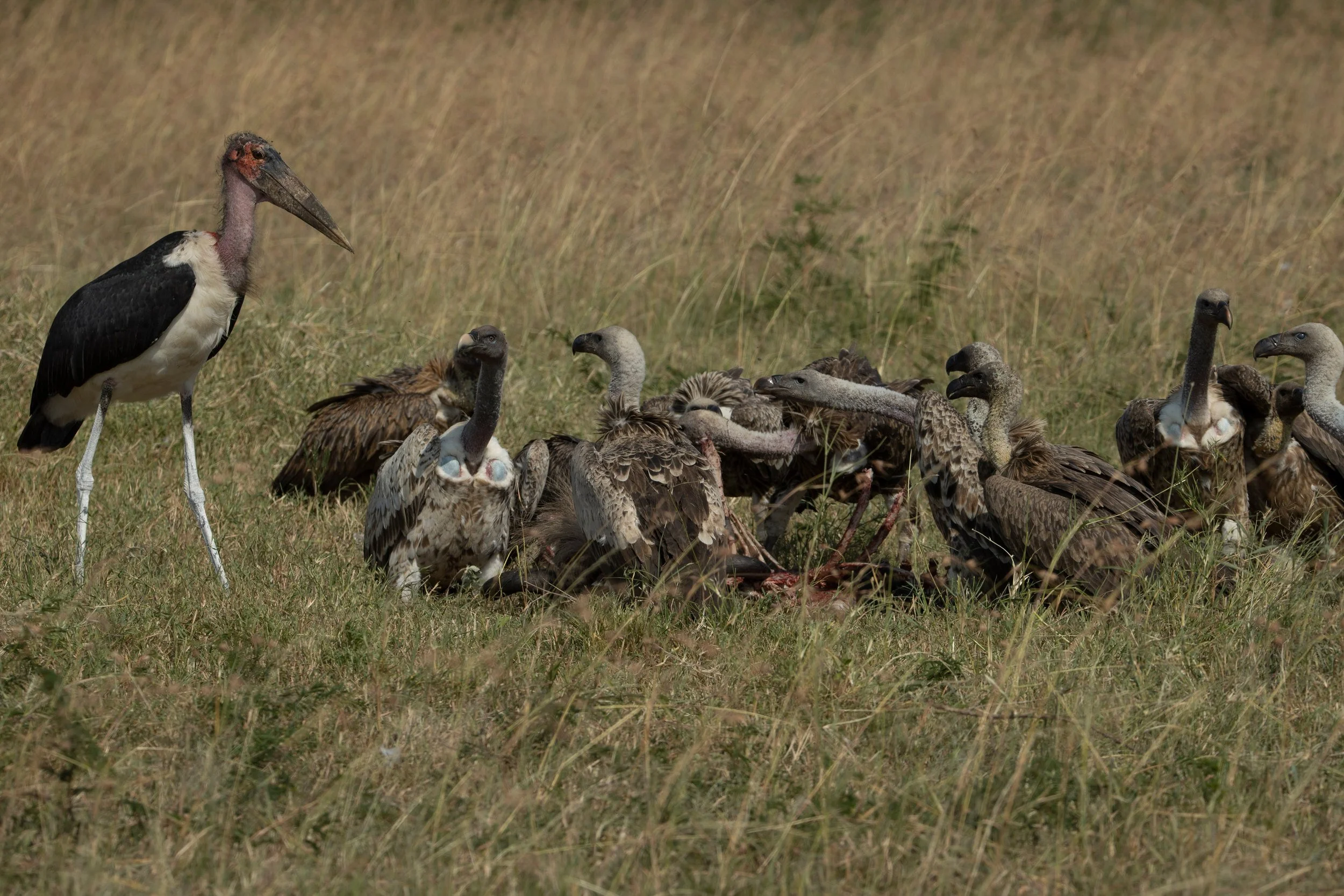 Vultures and storks gathered at a kill, Serengeti