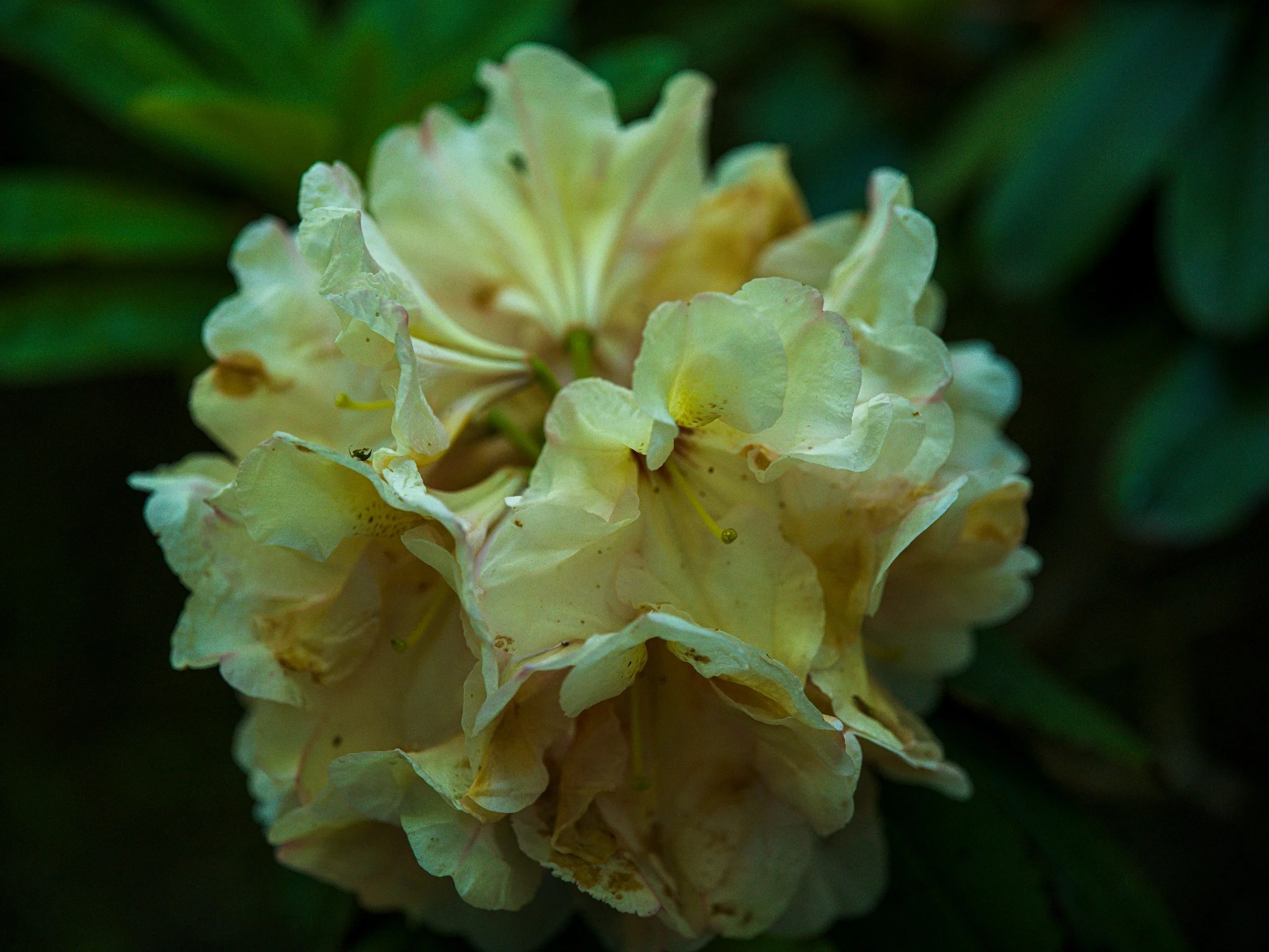 Butter-yellow rhododendron flower head