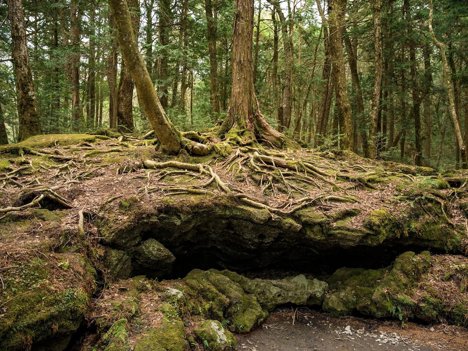 Fuji Forests & Caves