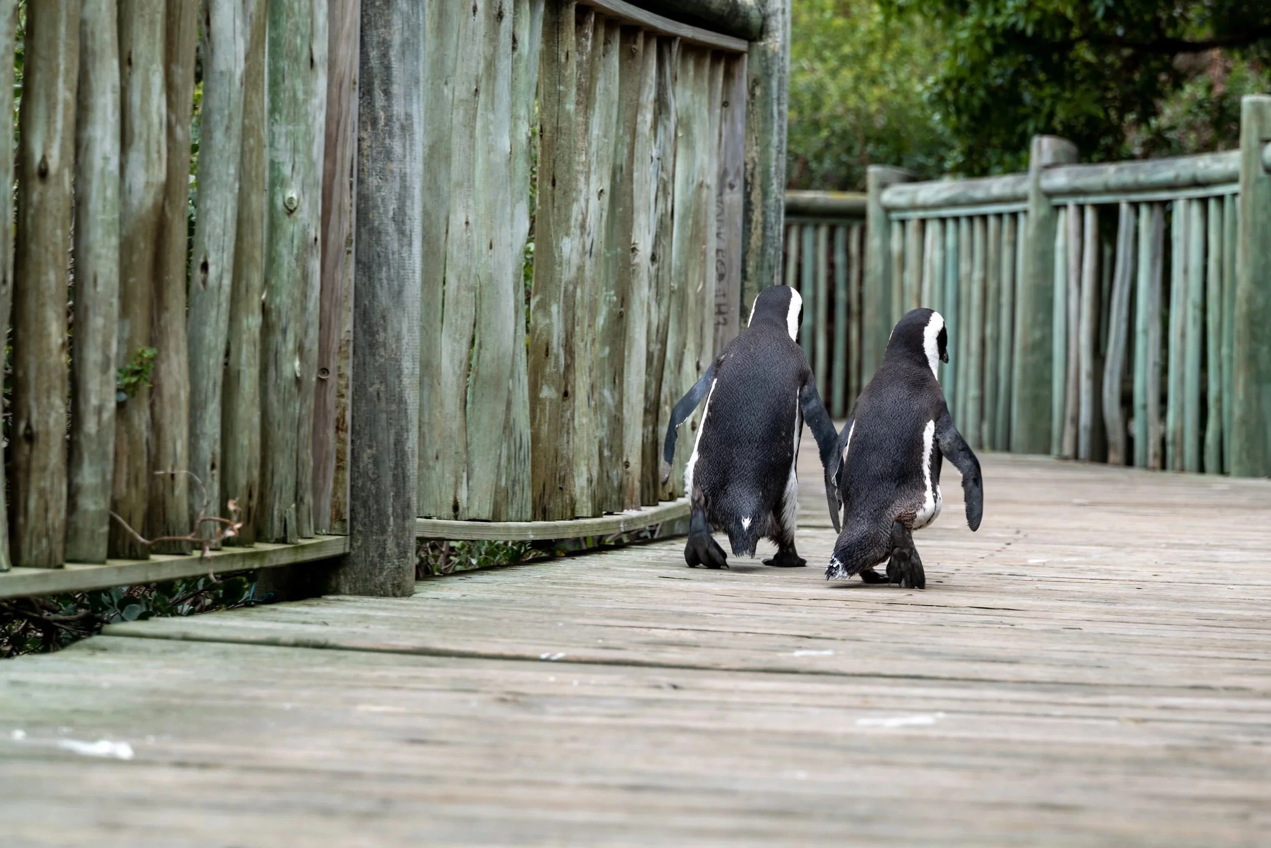 Penguins