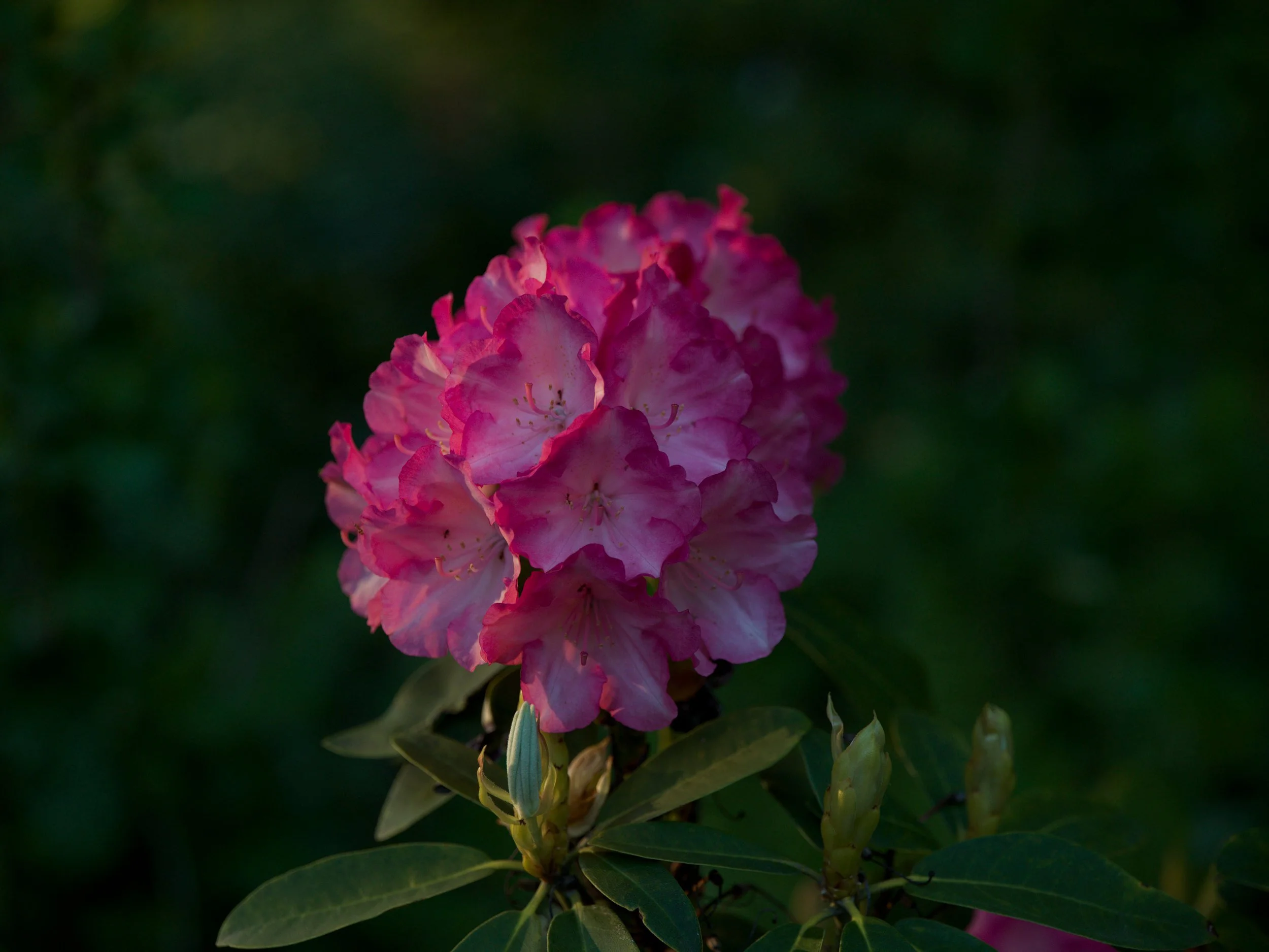 Hot pink rhododendron truss