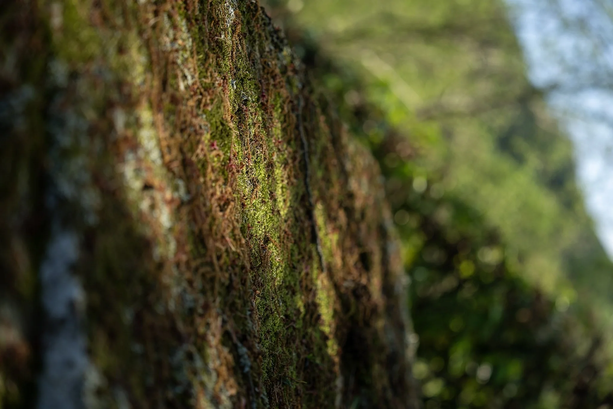 Temples, stone monuments, terraced countryside and waterfalls around Nara and Asuka