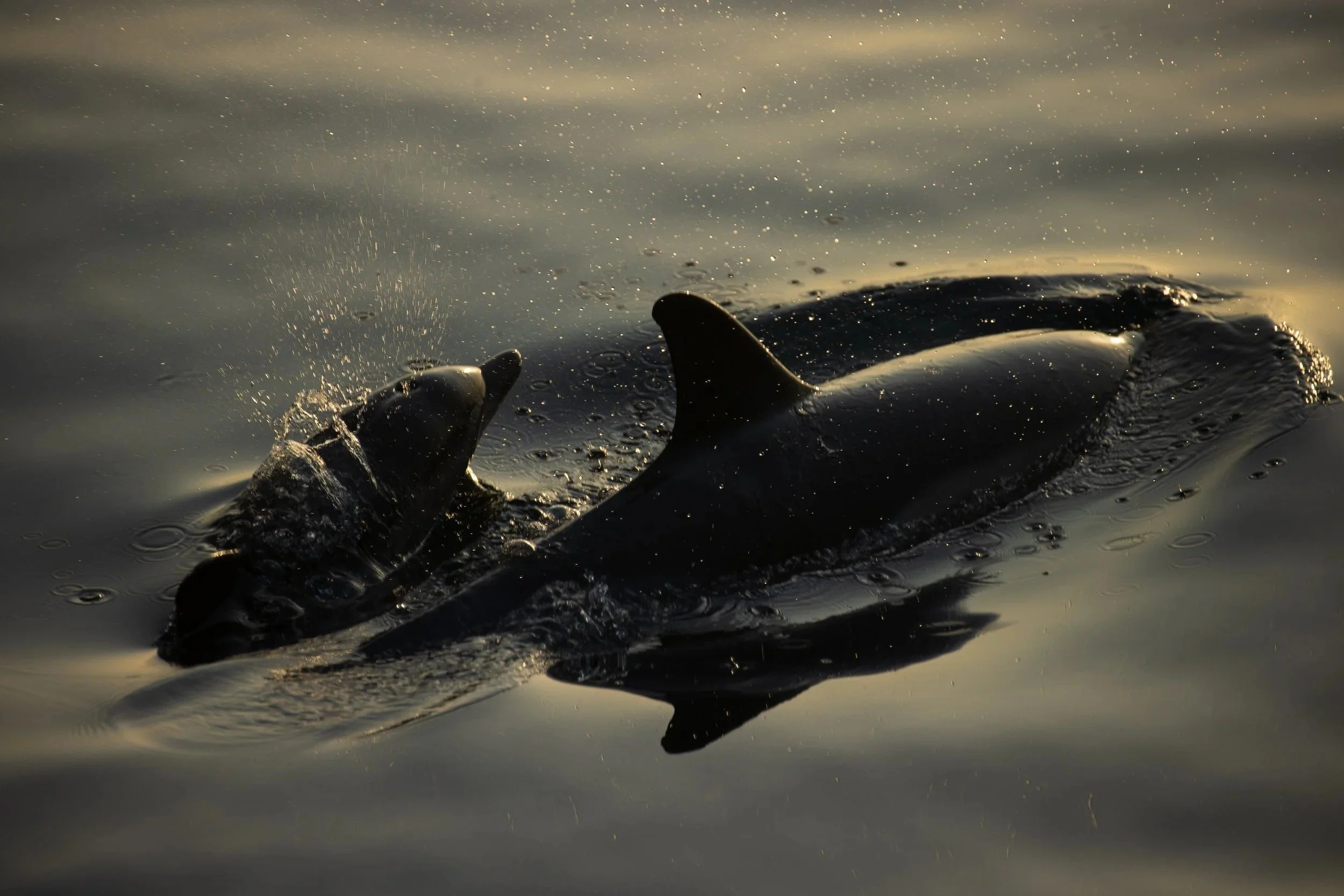 Dolphins