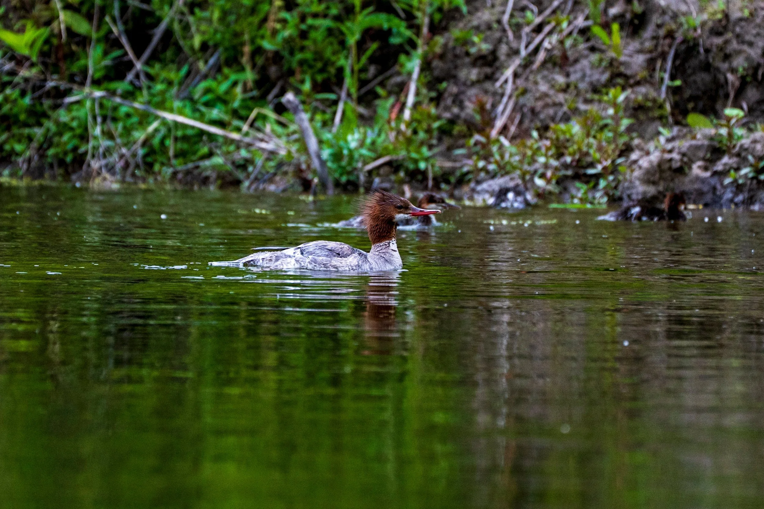 Merganser swimming by the bank, Montana